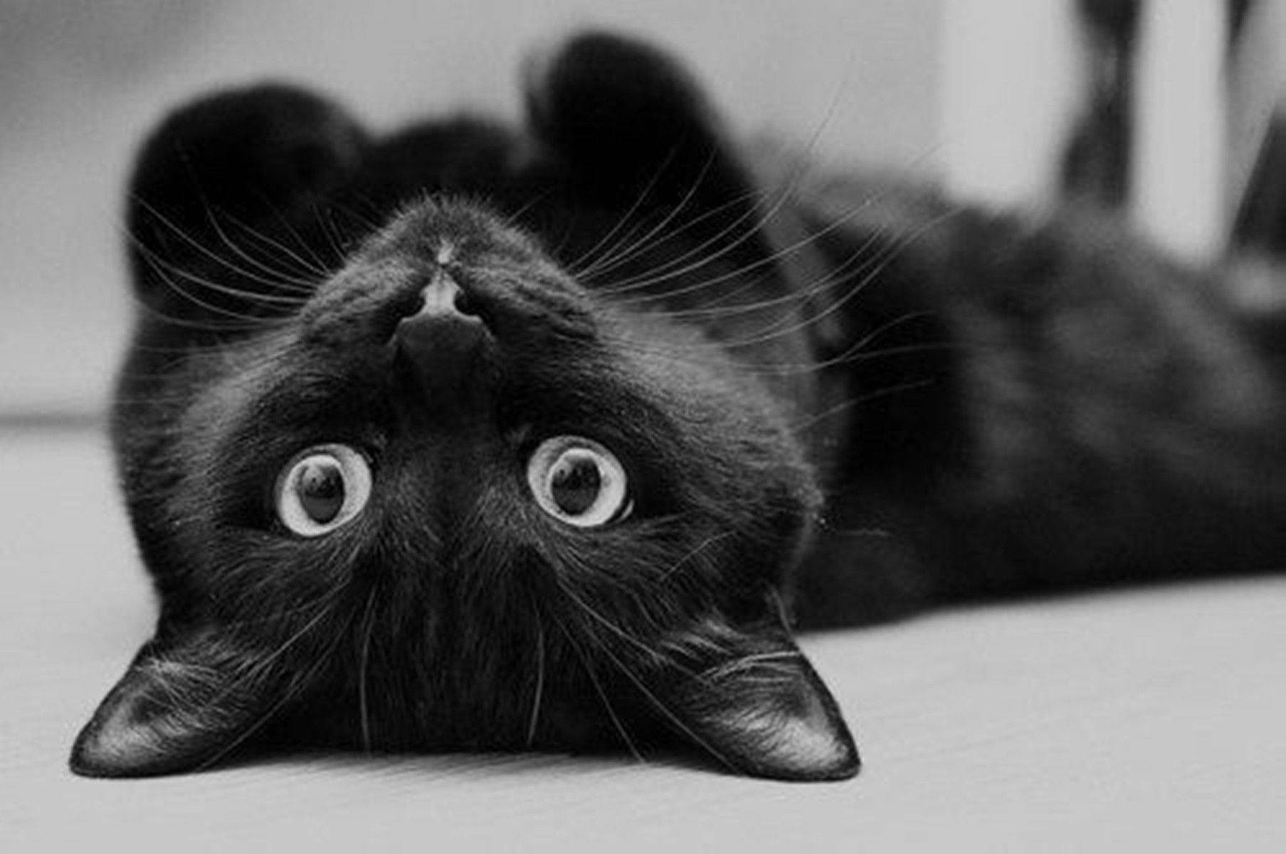 Pusang Itim Nakahiga Wallpaper