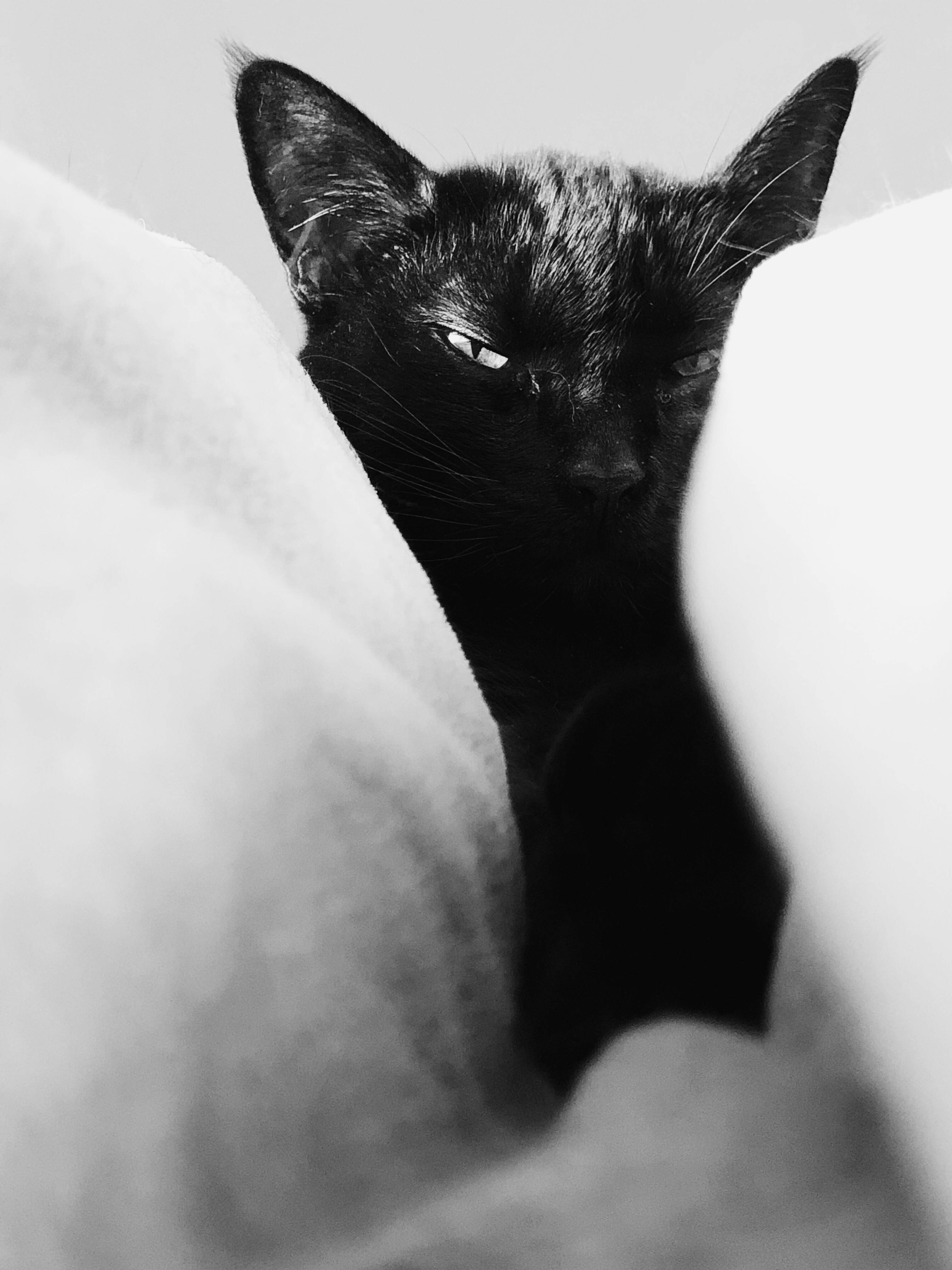 Pusang Itim sa Pagitan ng mga Puting Unan Wallpaper