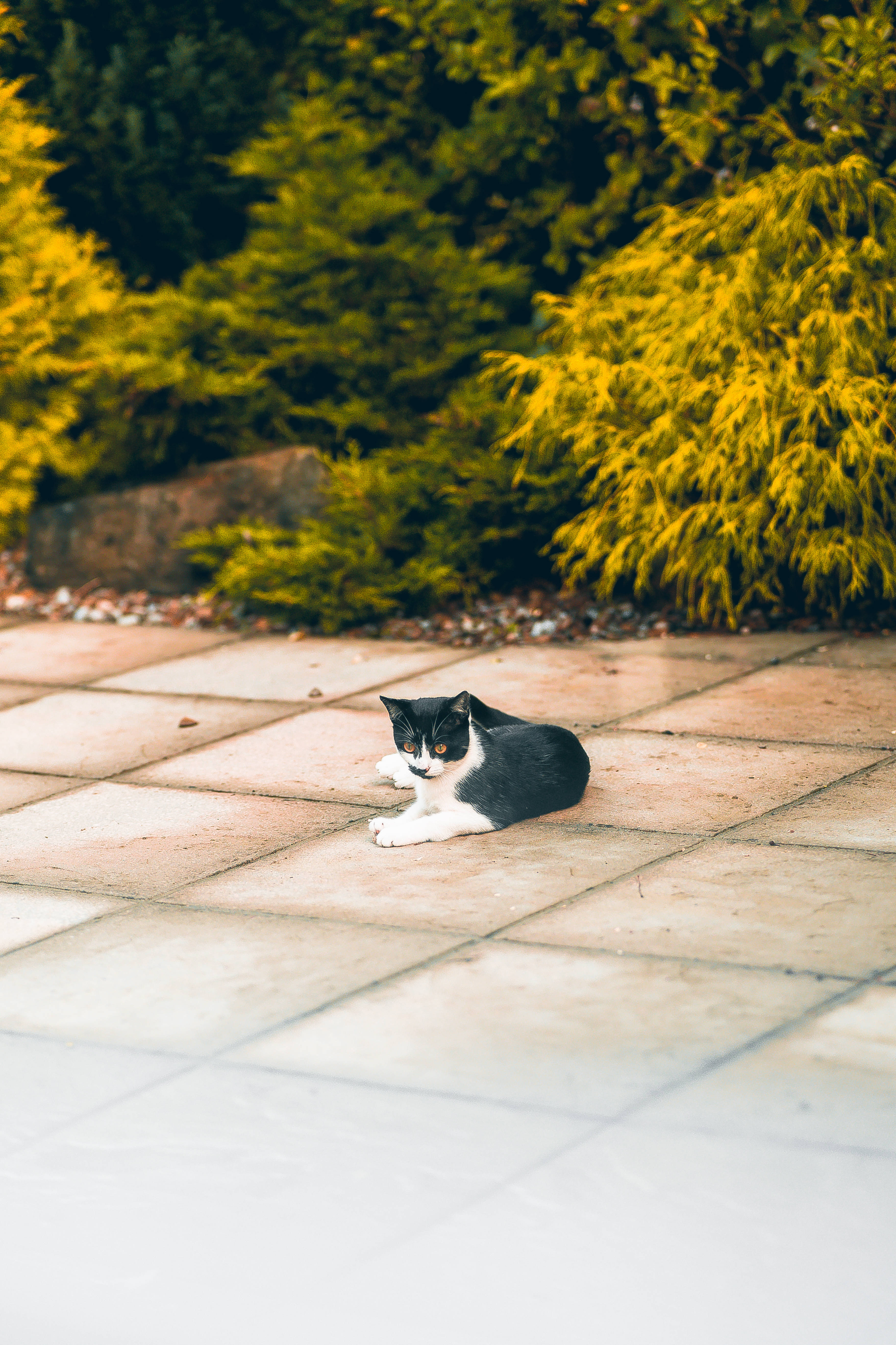 Pusang Kawaii na Nakaupo sa Itim at Puti Wallpaper