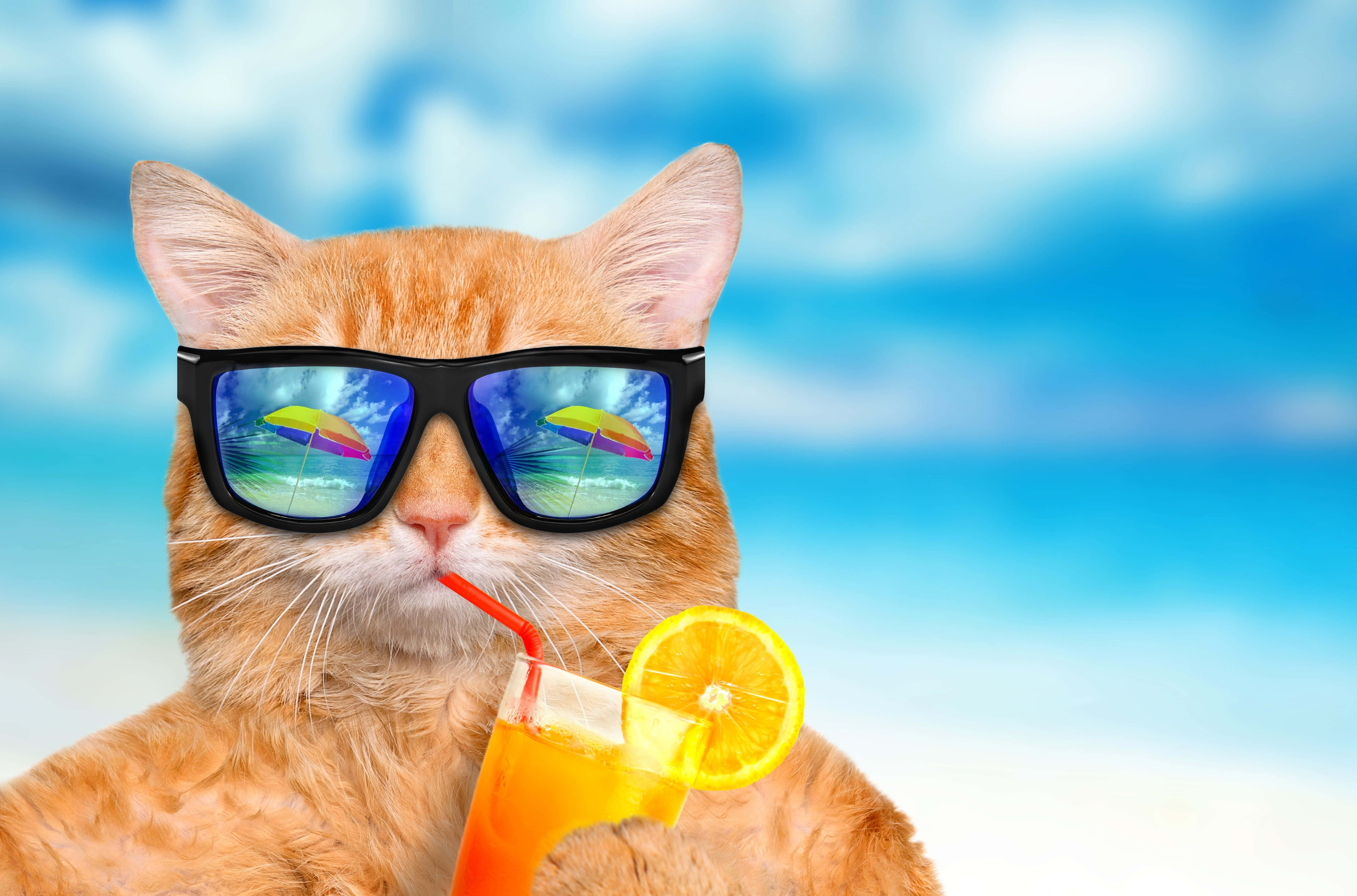 Pusang Masaya sa Tag-init na May Inumin Wallpaper
