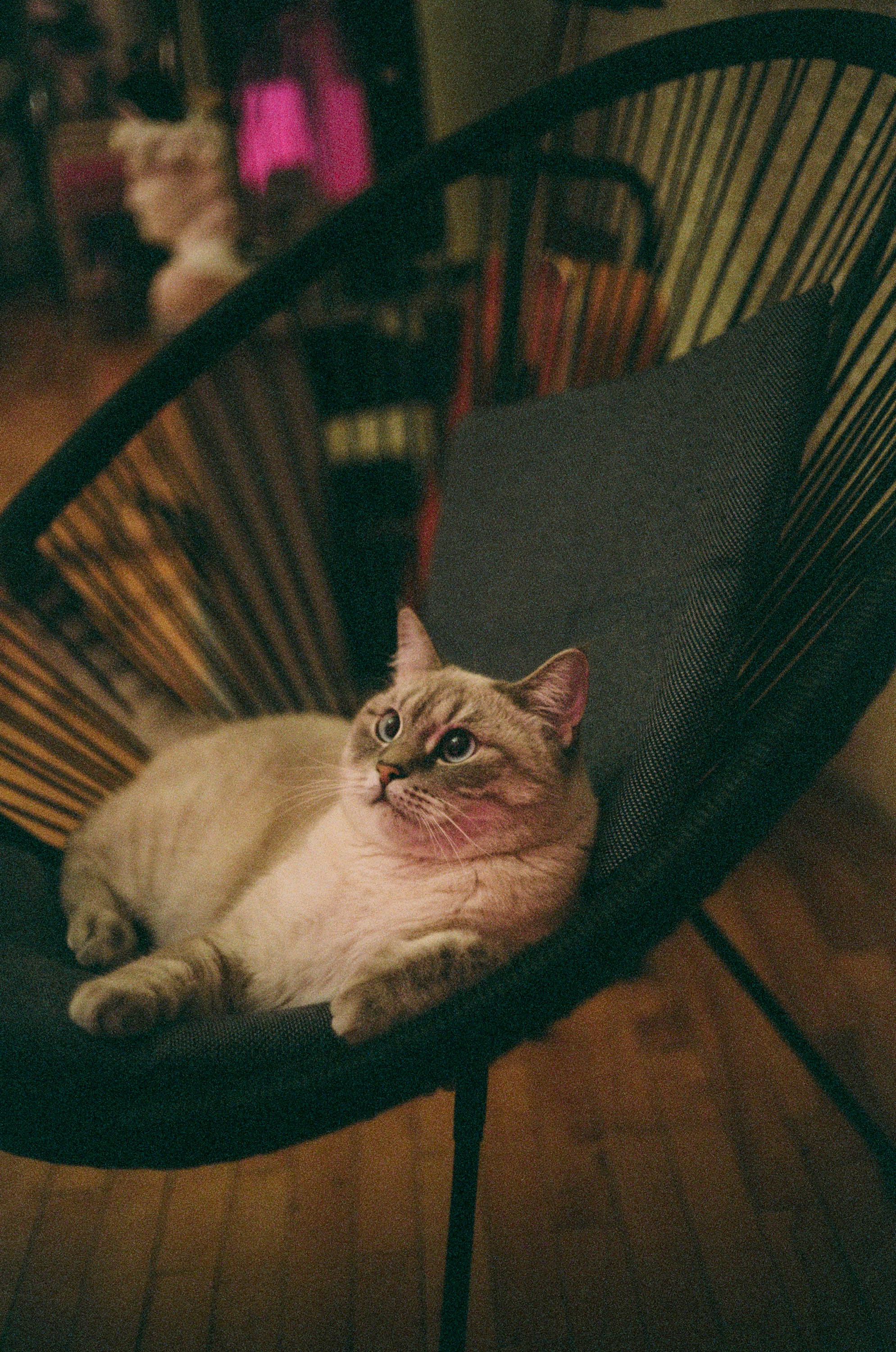 Pusang Mataba at Aesthetic sa Silya Wallpaper