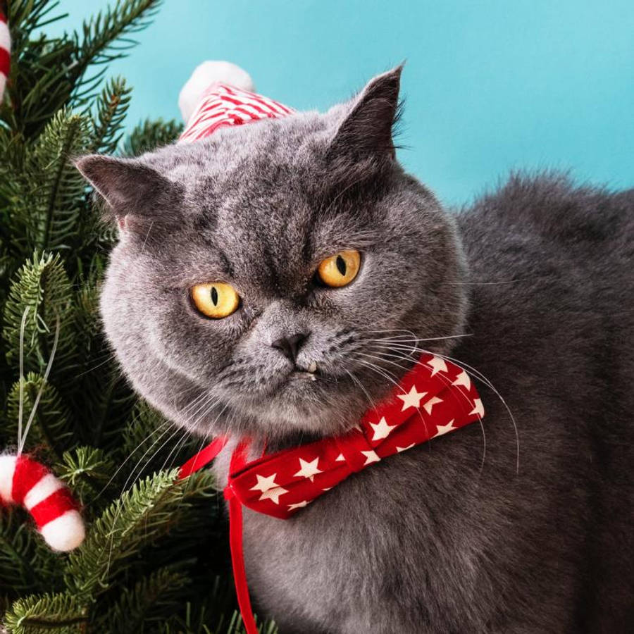 Pusang May Pulang Kurbata Nakakatawang Pasko Wallpaper