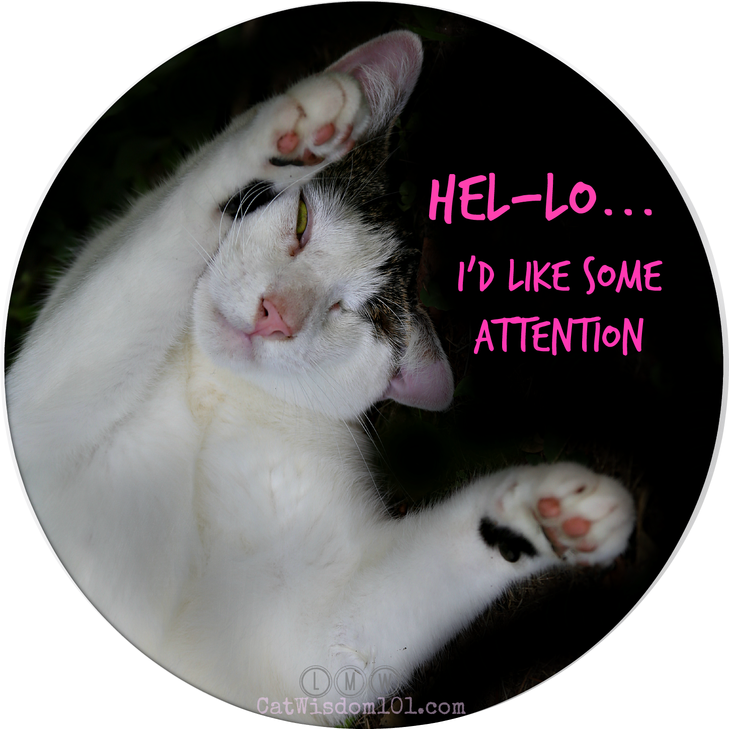 Pusang Naghahanap ng Atensyon Meme Wallpaper