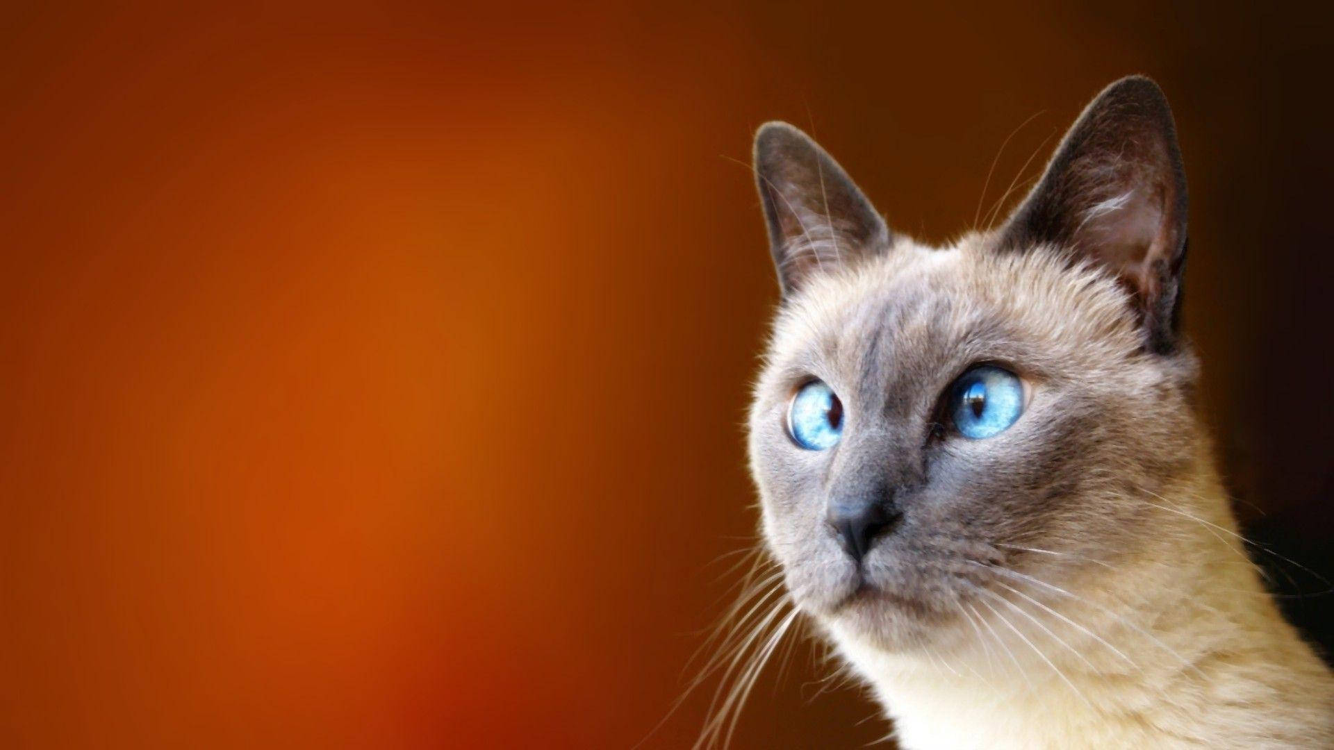 Pusang Naka-Cross Eyes na Nakakatawa Wallpaper