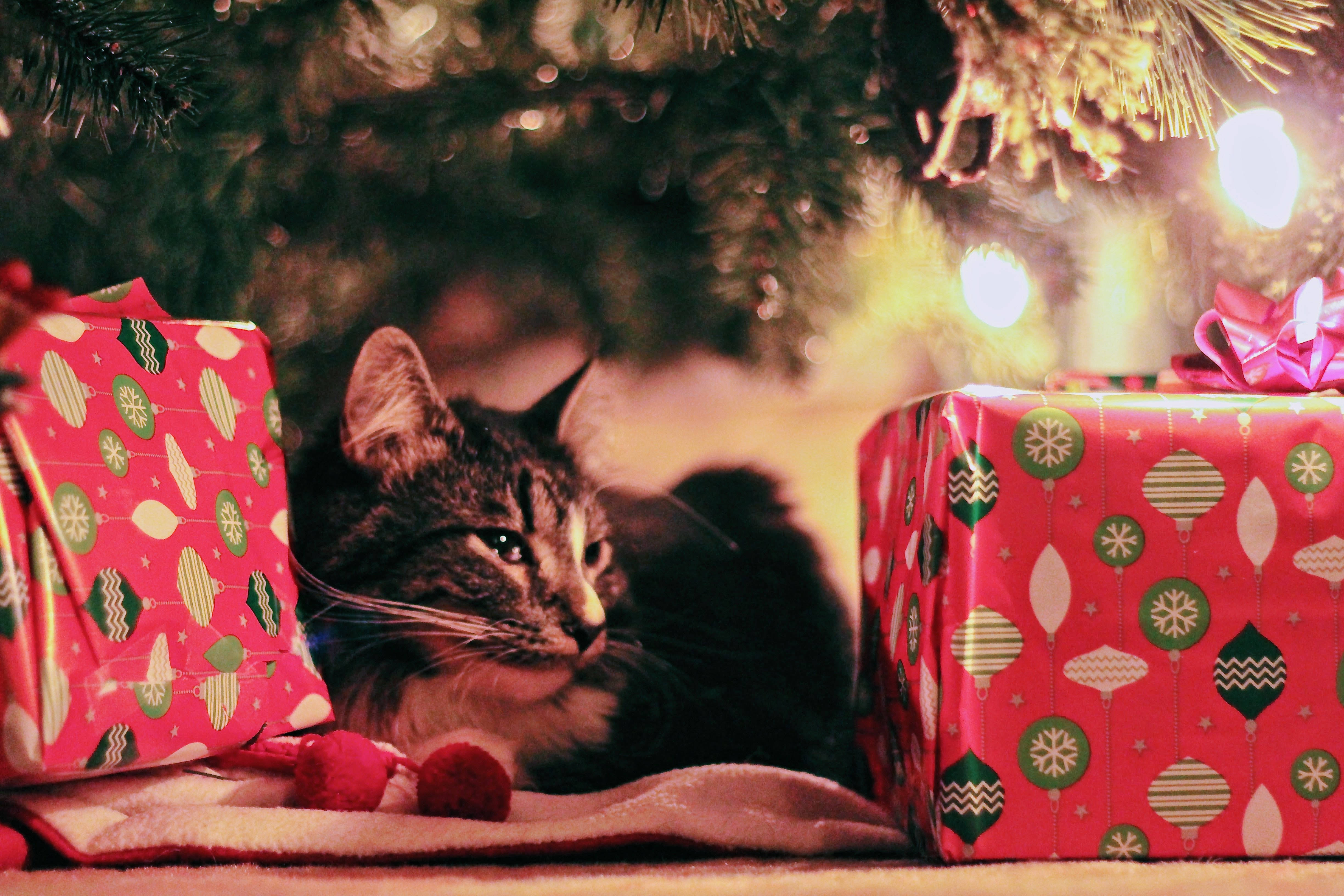 Pusang Paskuhan sa Mataas na Resolusyong Background ng Pasko Wallpaper