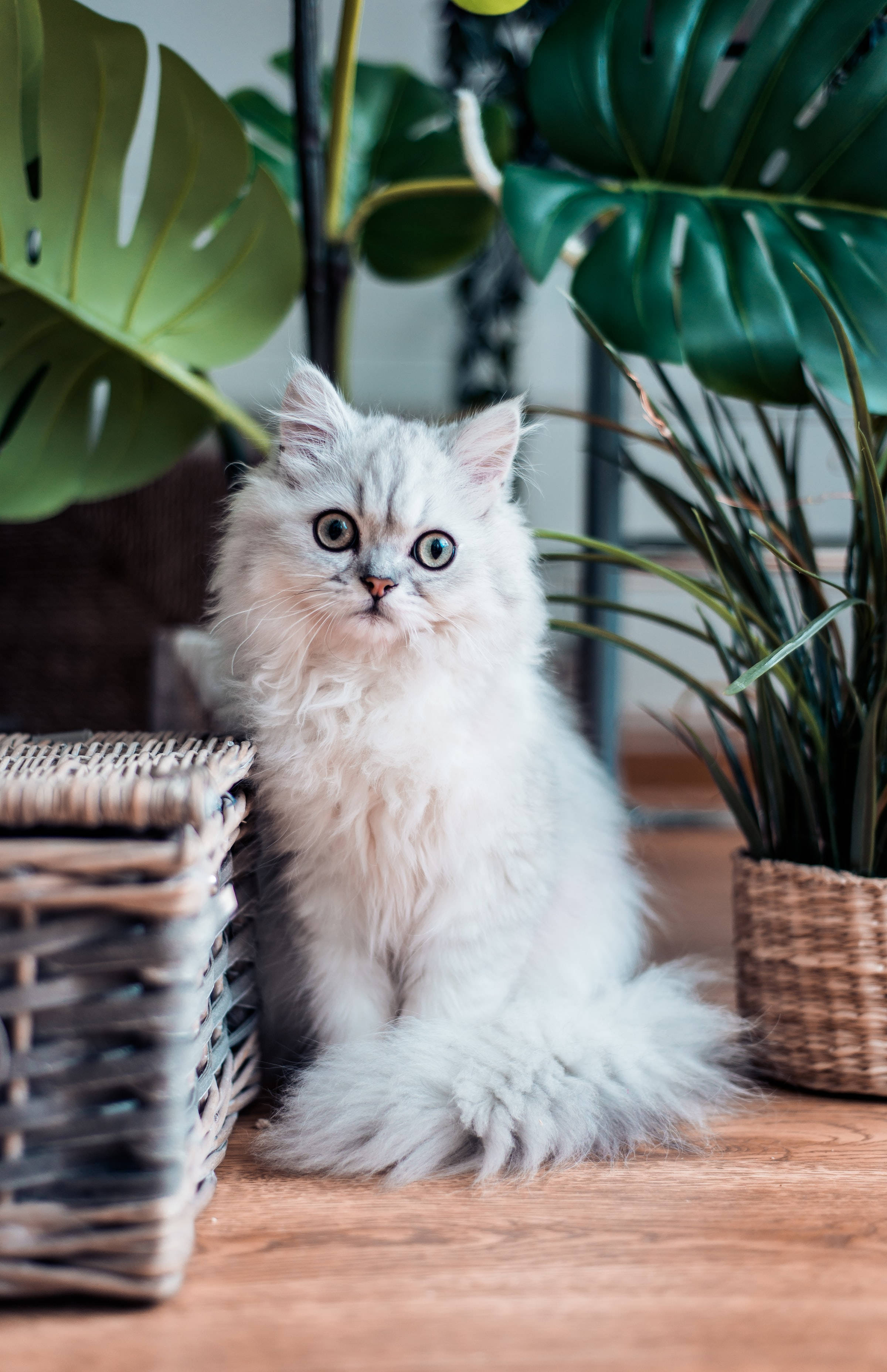 Pusang Persian na Puting Balahibo PFP Wallpaper