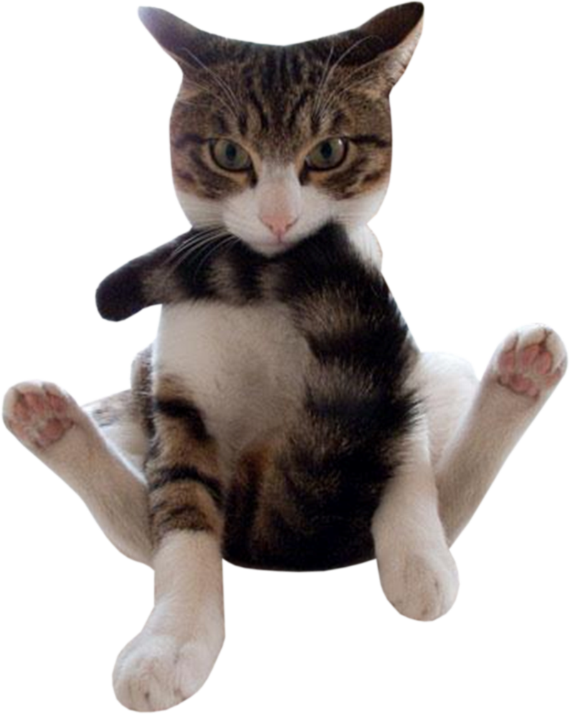 Pusang Pusa na Nakaupo sa Nakakatawang Pose Wallpaper
