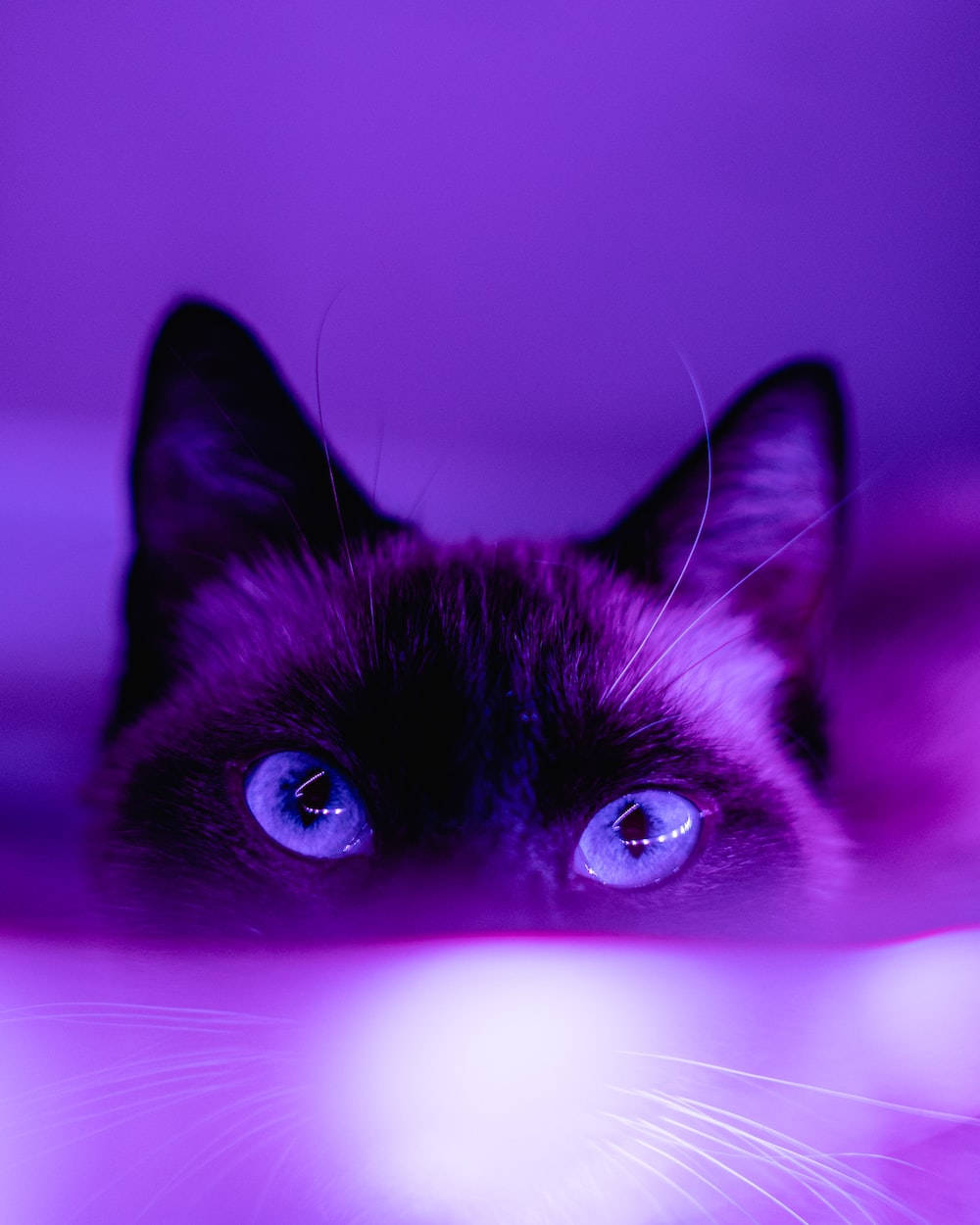 Pusang Siamese na May Maitim na Lilang Aesthetic Wallpaper