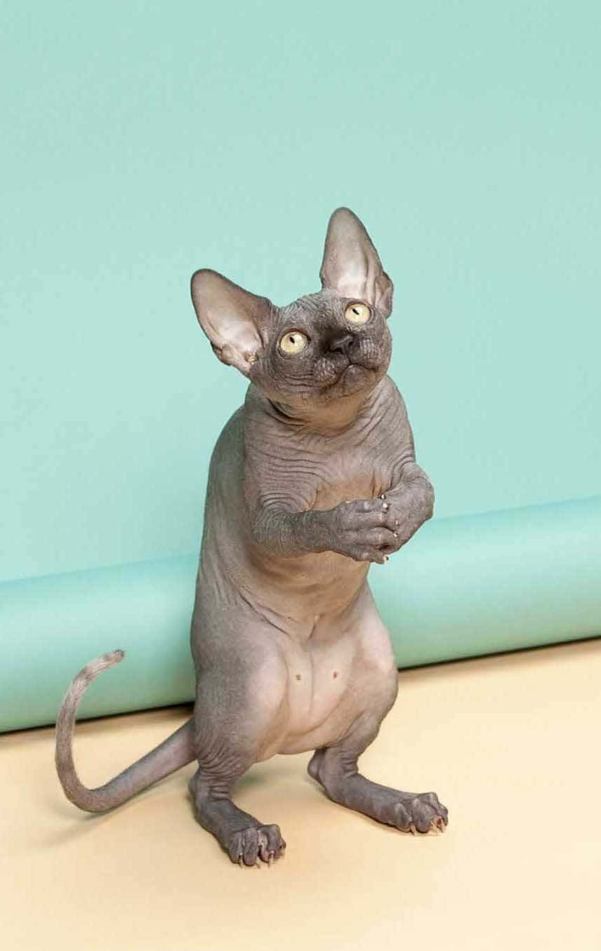 Pusang Sphynx Nakatayo sa Dalawang Paa Wallpaper
