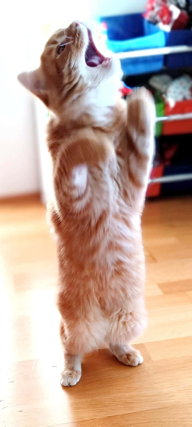 Pusang Sumasayaw na Nakatayo.JPG Wallpaper
