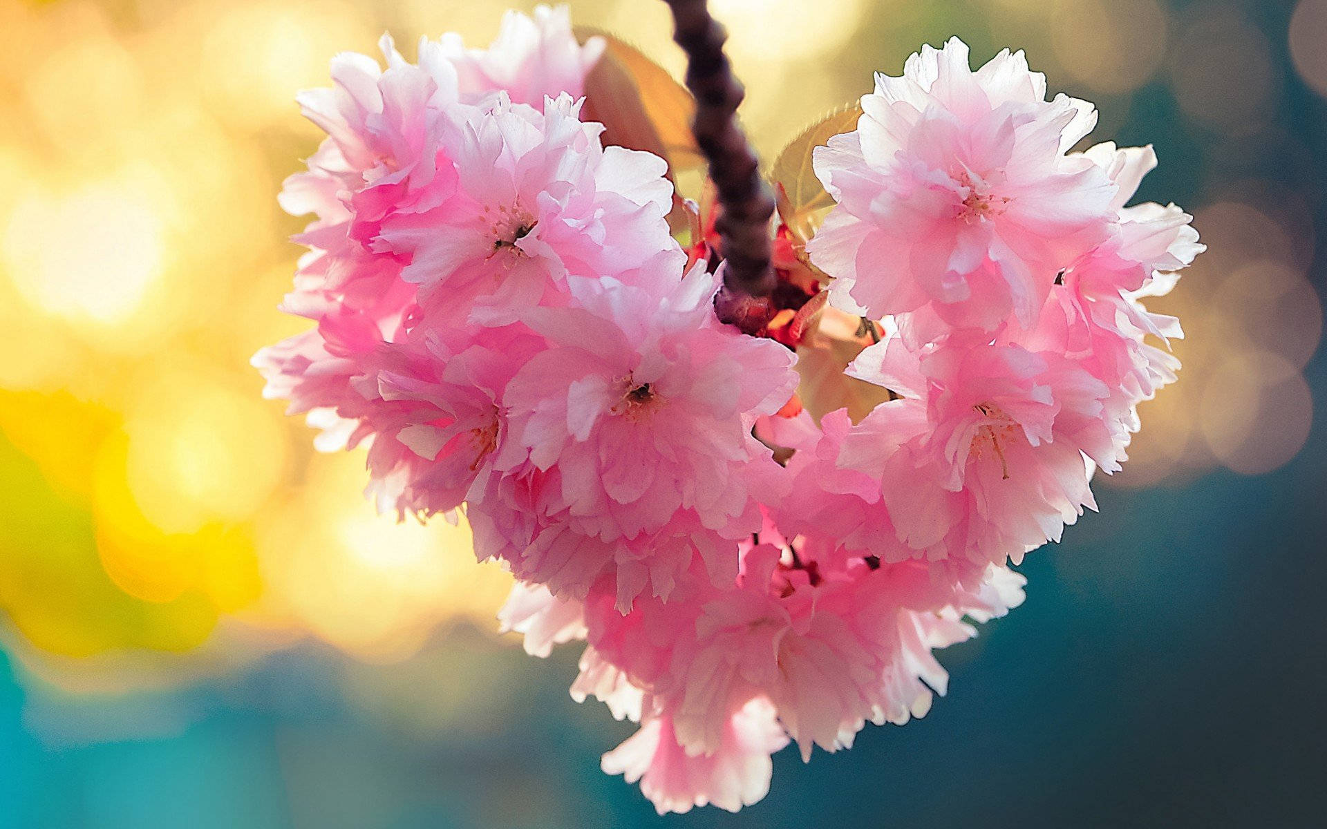Puso ng Bulaklak na Cherry Blossoms Wallpaper