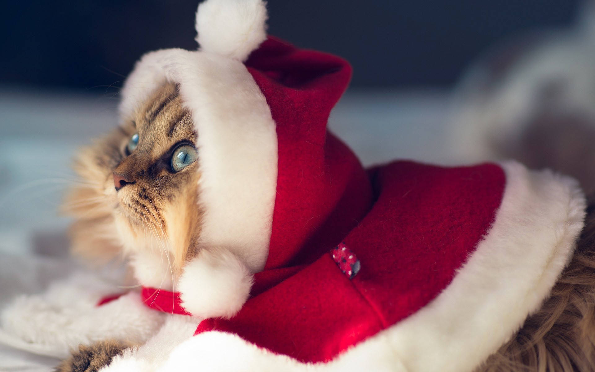 Pusong Naka-Santa Outfit Nakakatawang Pasko Wallpaper