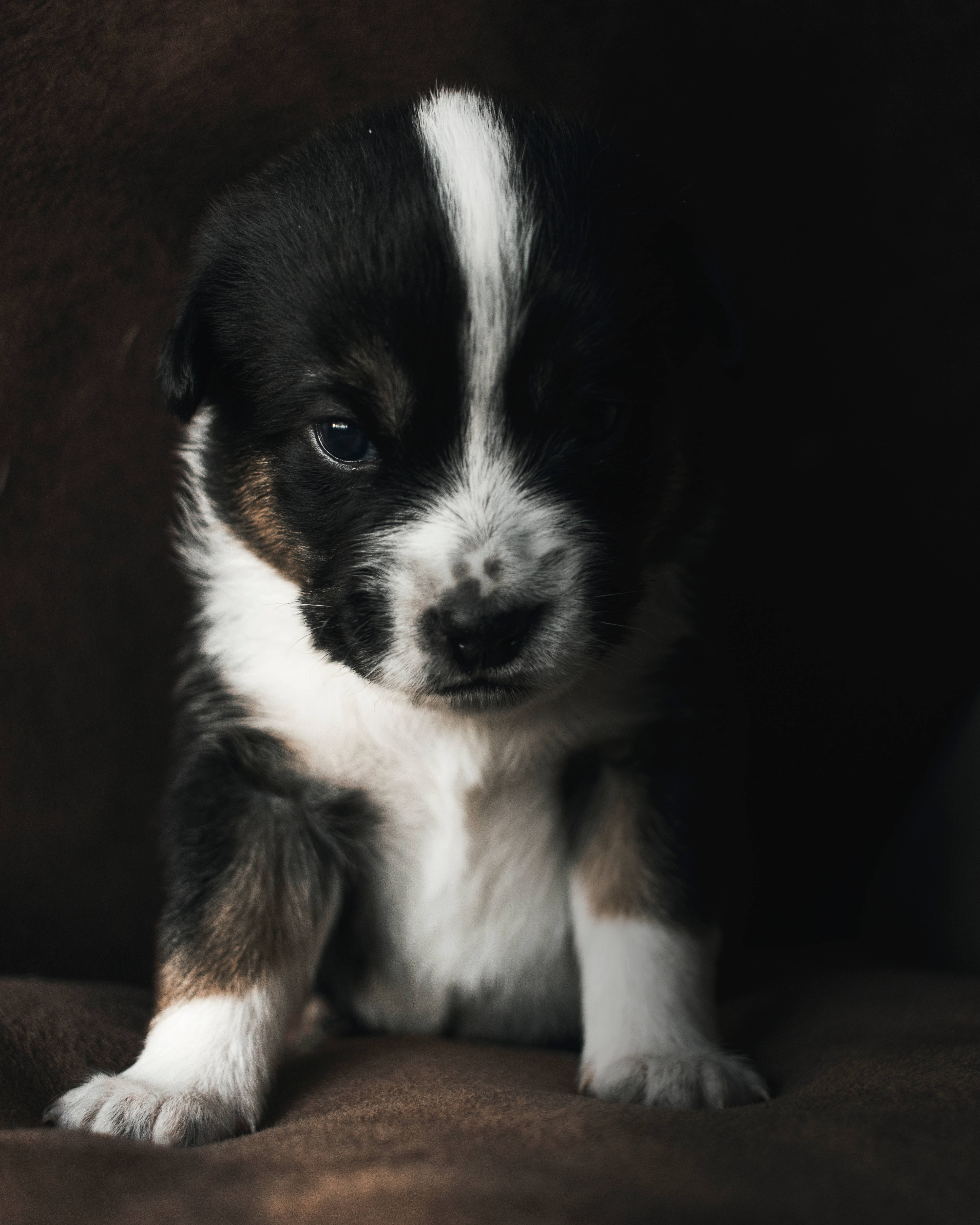 Puting At Itim na Cute na Tuta sa Sofa Wallpaper