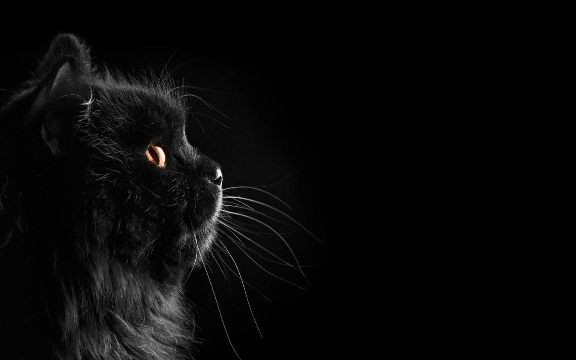 Puting bigote ng itim na pusa Wallpaper