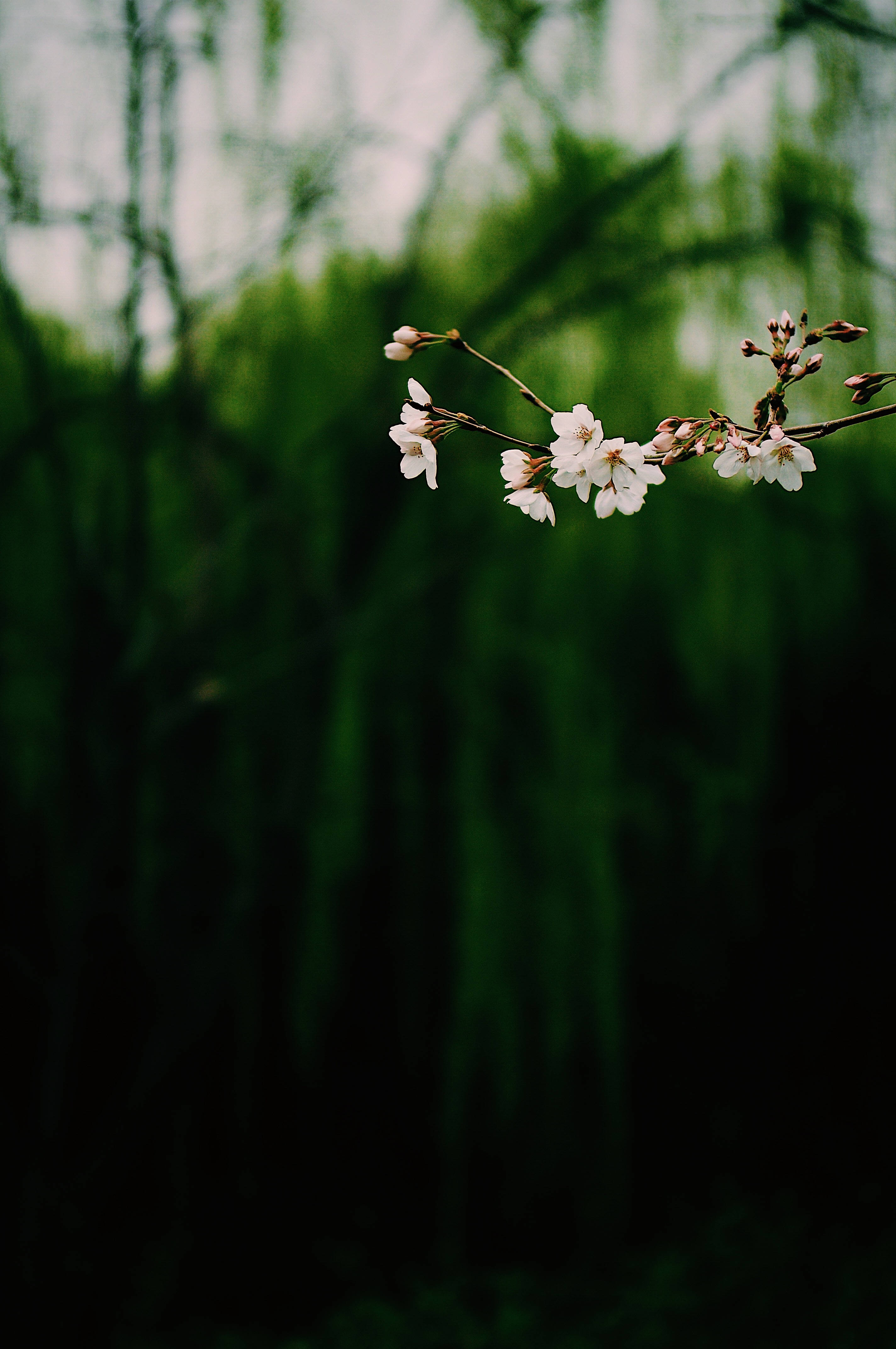 Puting Bulaklak na Nakabitin sa Dilim Wallpaper