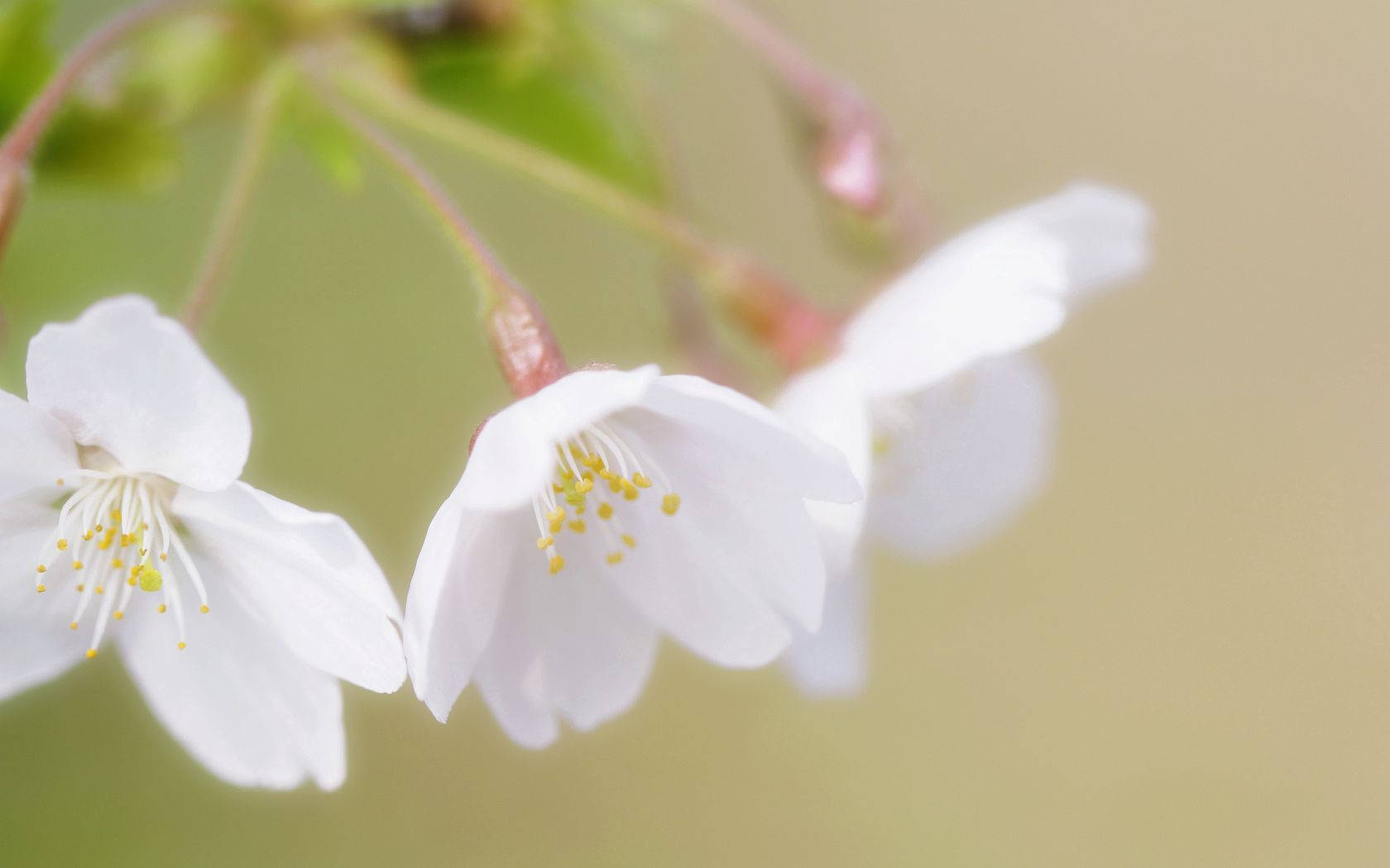 Puting Bulaklak ng Cherry Blossom Wallpaper
