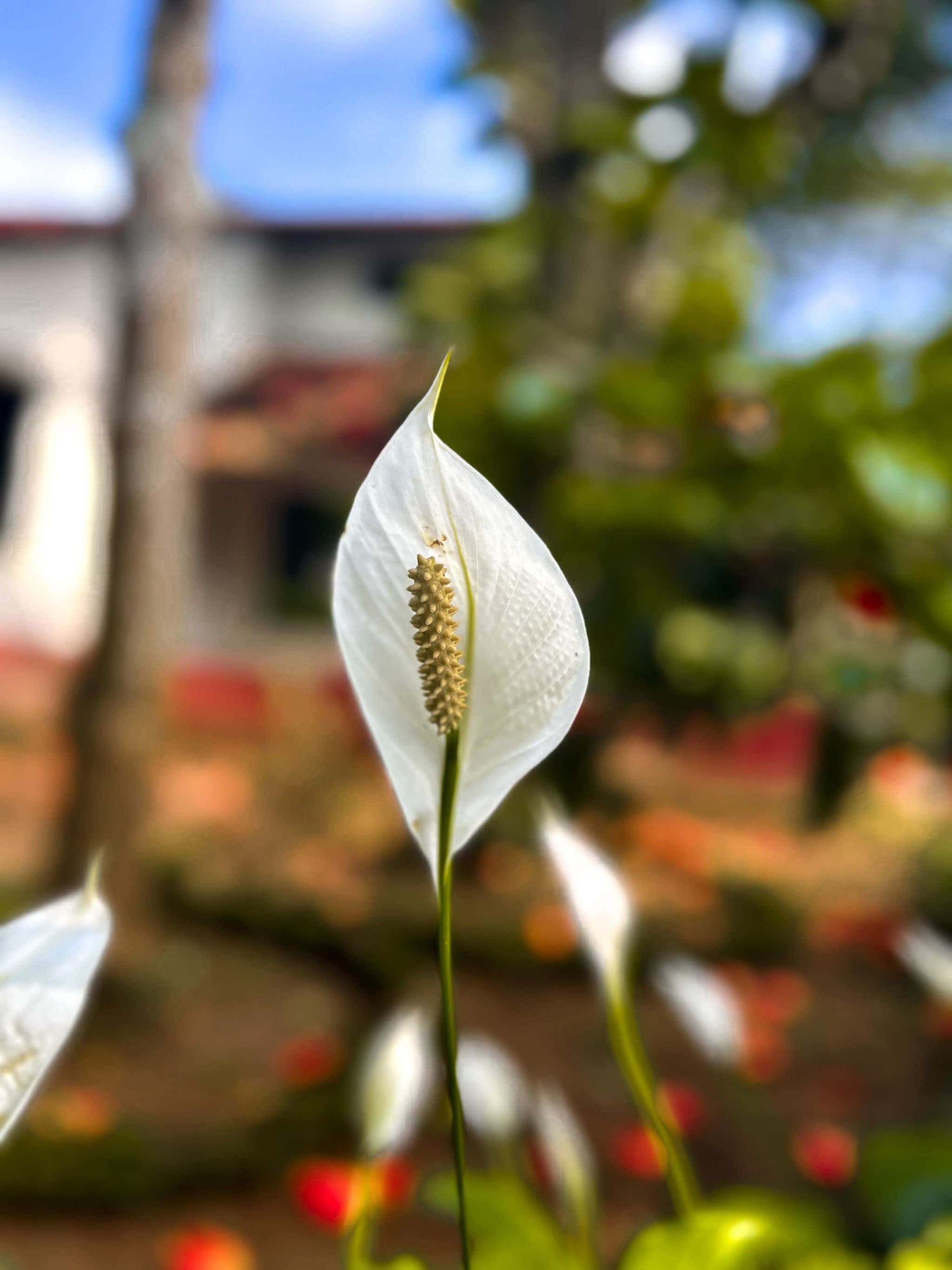 puting bulaklak sa harap ng bahay Wallpaper