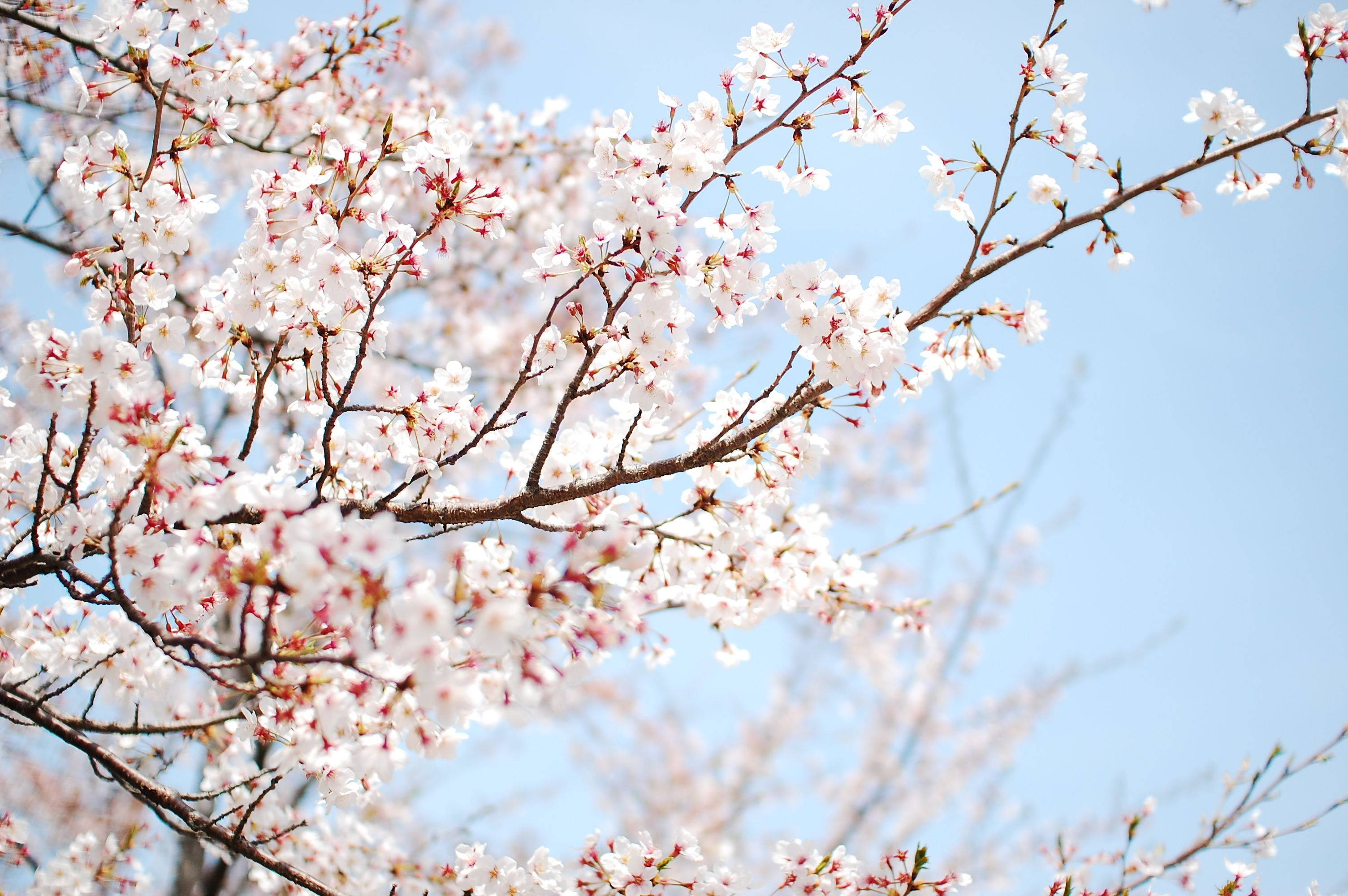 Puting Cherry Blossoms Sa Tagsibol Wallpaper