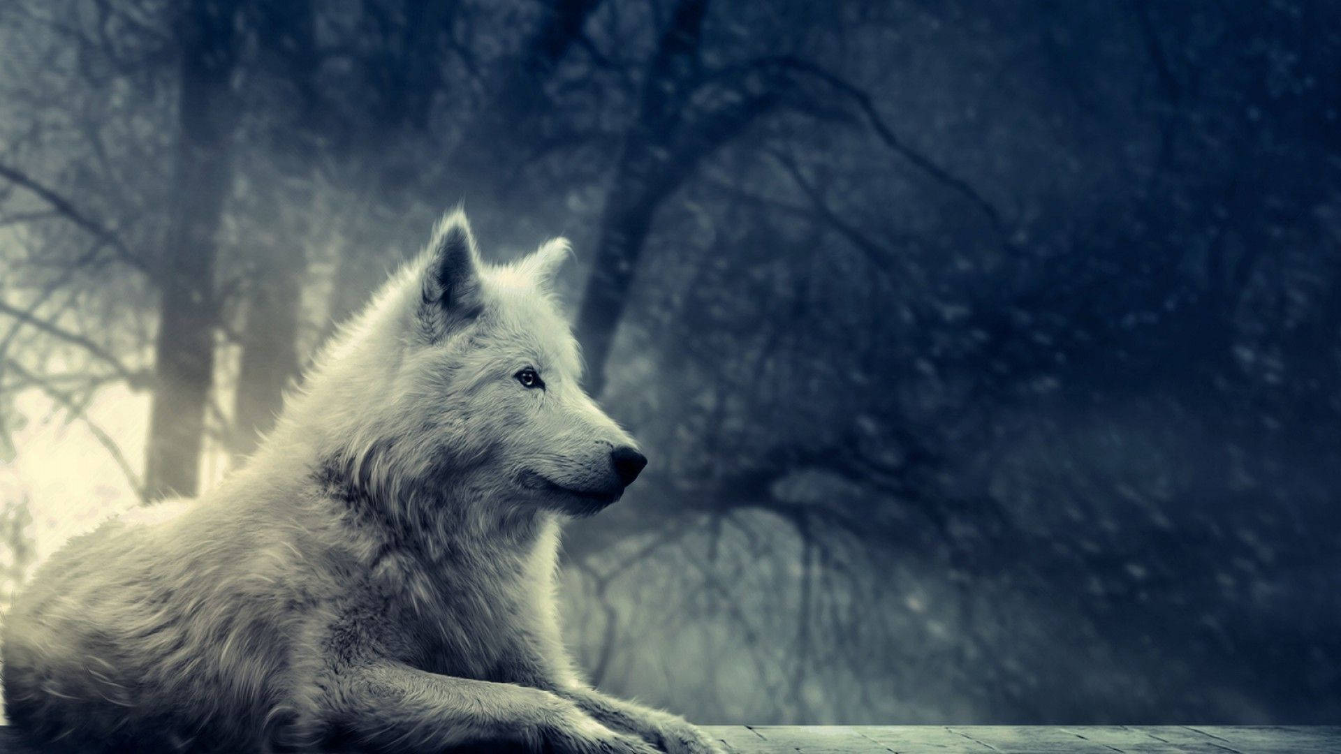 Puting Lobo na Nakaupo sa Ilang Wallpaper