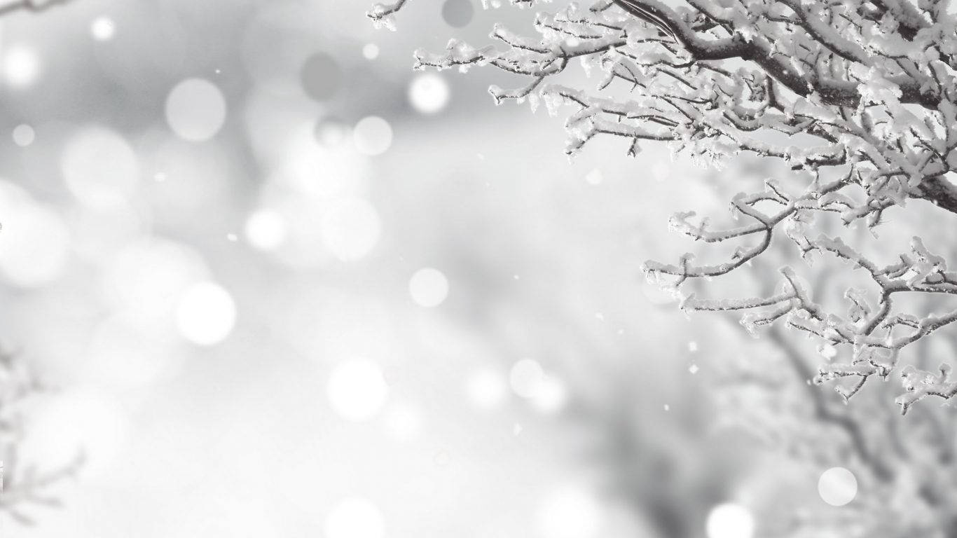 Puting Pasko sa Taglamig Wallpaper