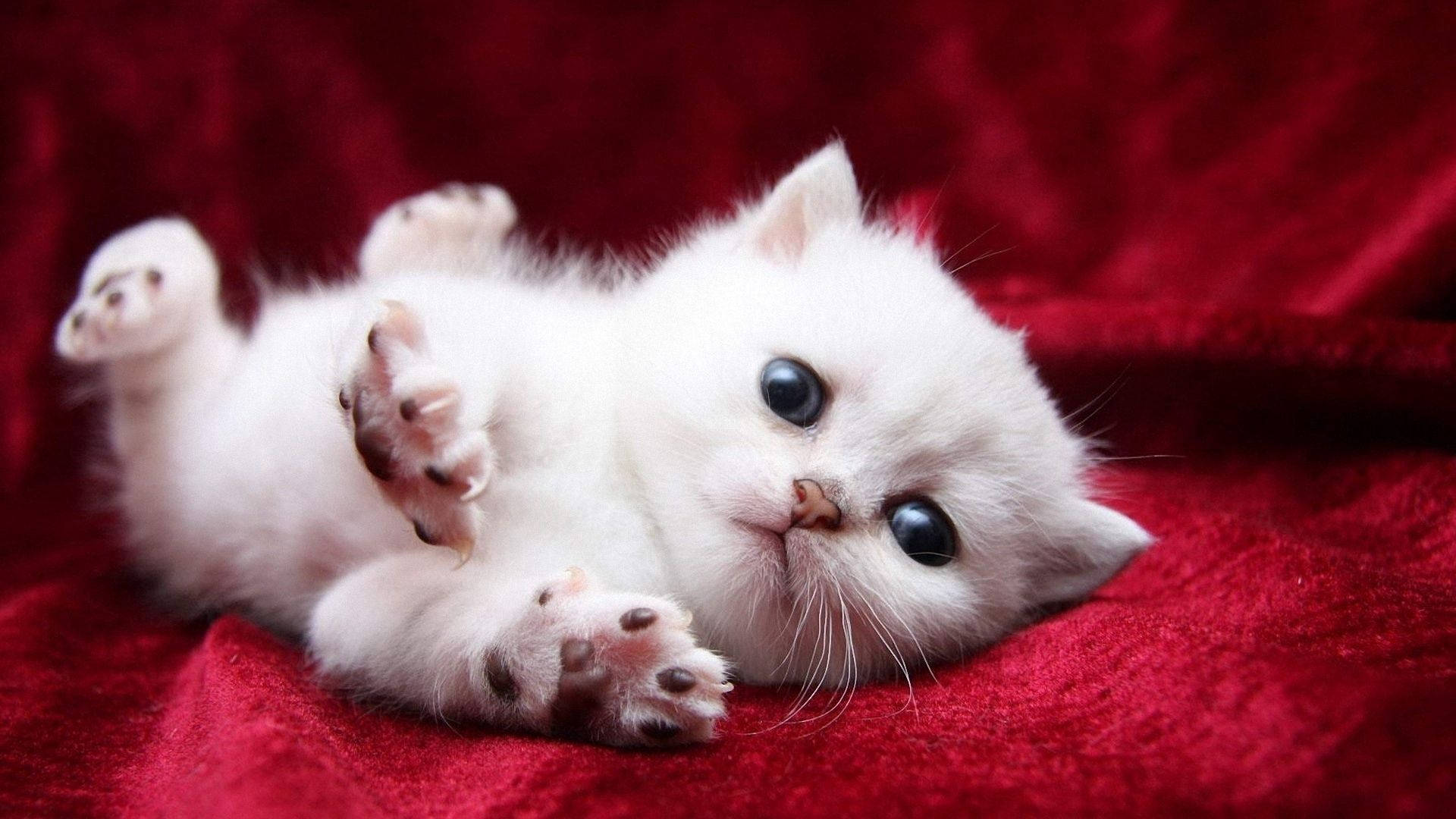 Puting Pusa na Nakatutuwang Wallpaper