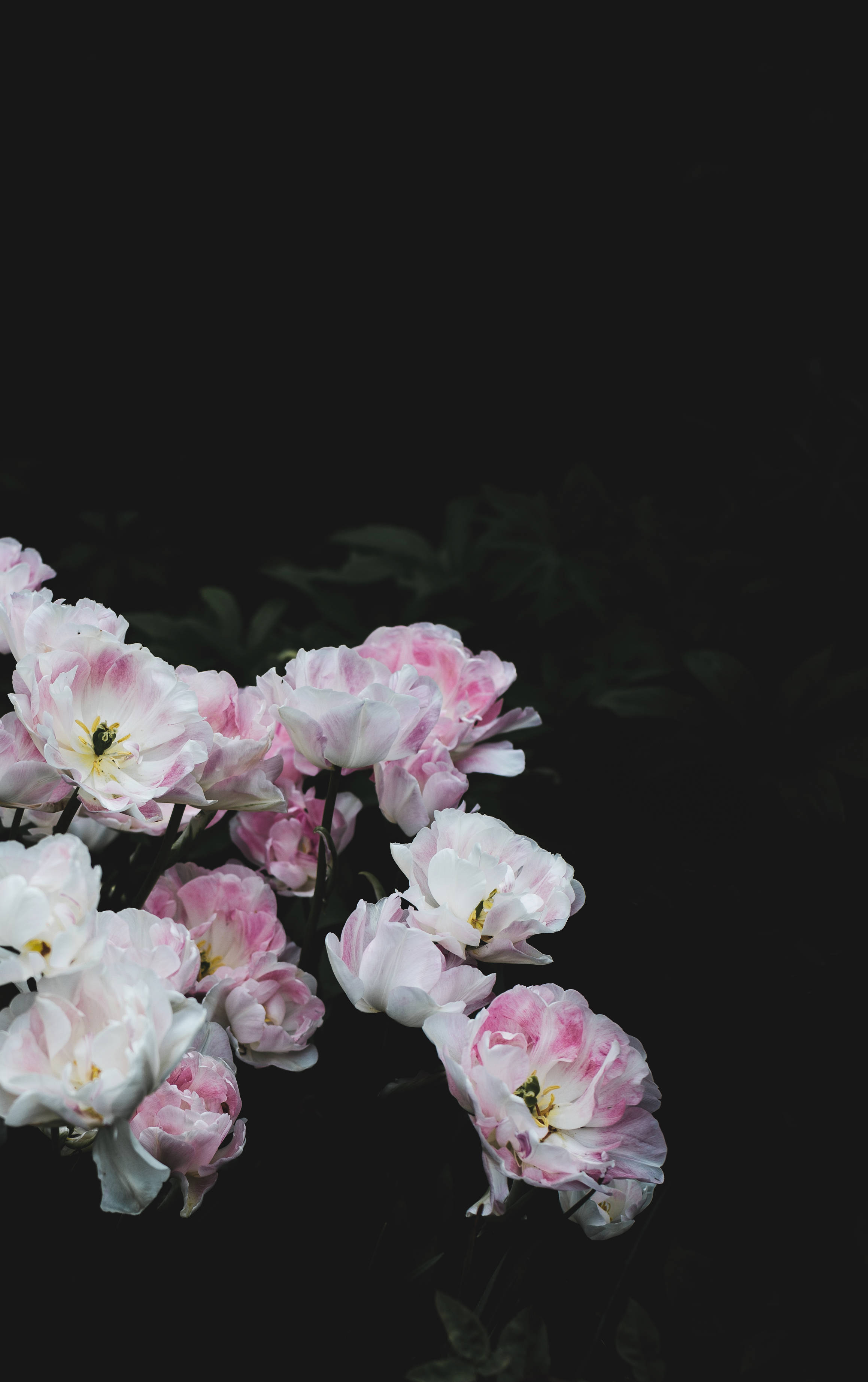 Puting Rosas na Bulaklak sa Madilim na Background Wallpaper