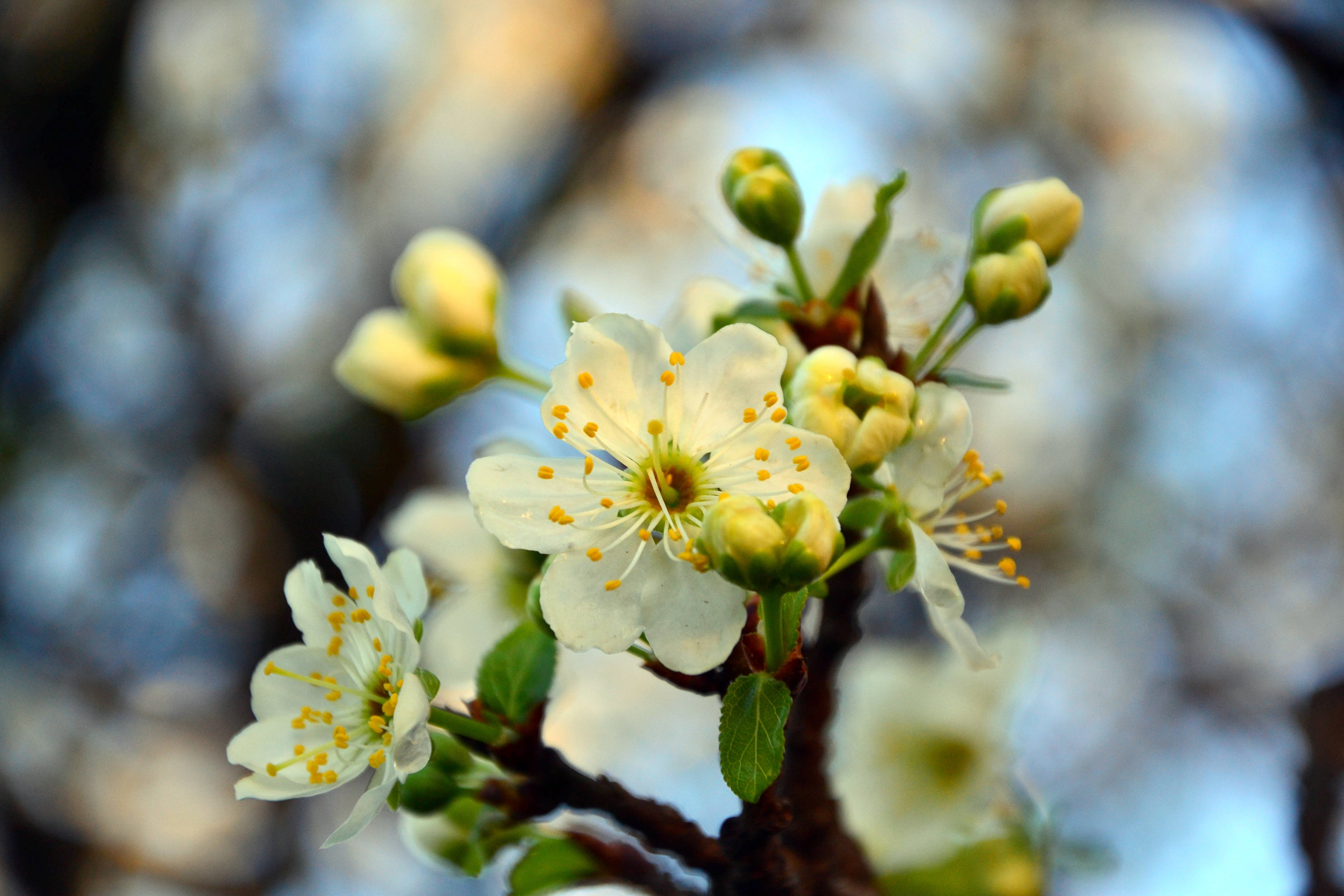 Puting Sanga ng Cherry Blossom Wallpaper