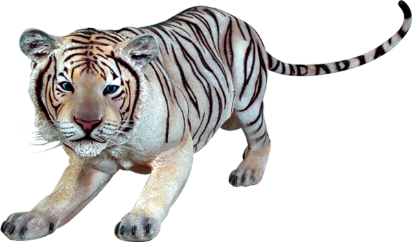 Puting Tigre na Gumagapang Wallpaper