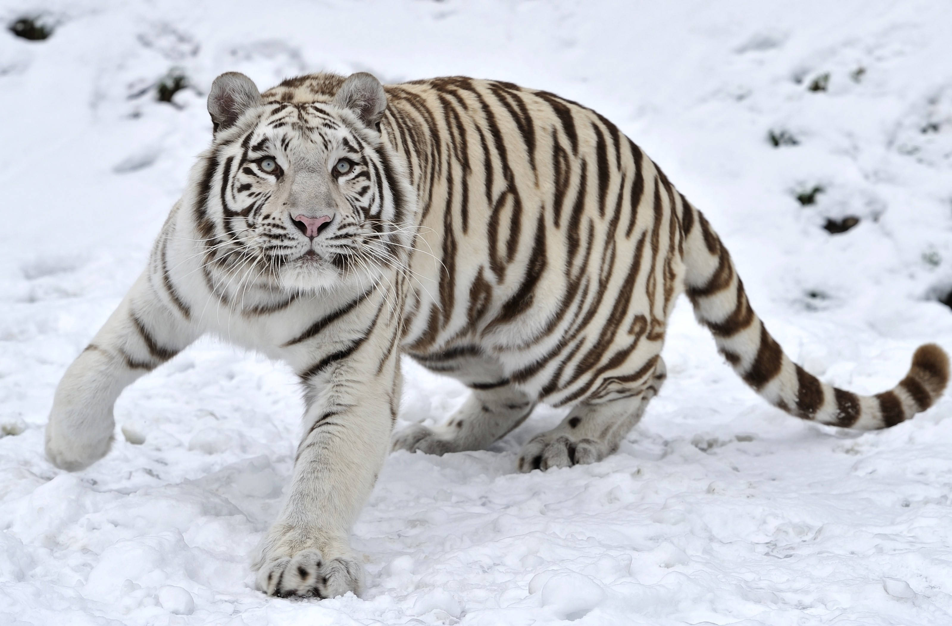 Puting Tigre sa Winter Wonderland Wallpaper