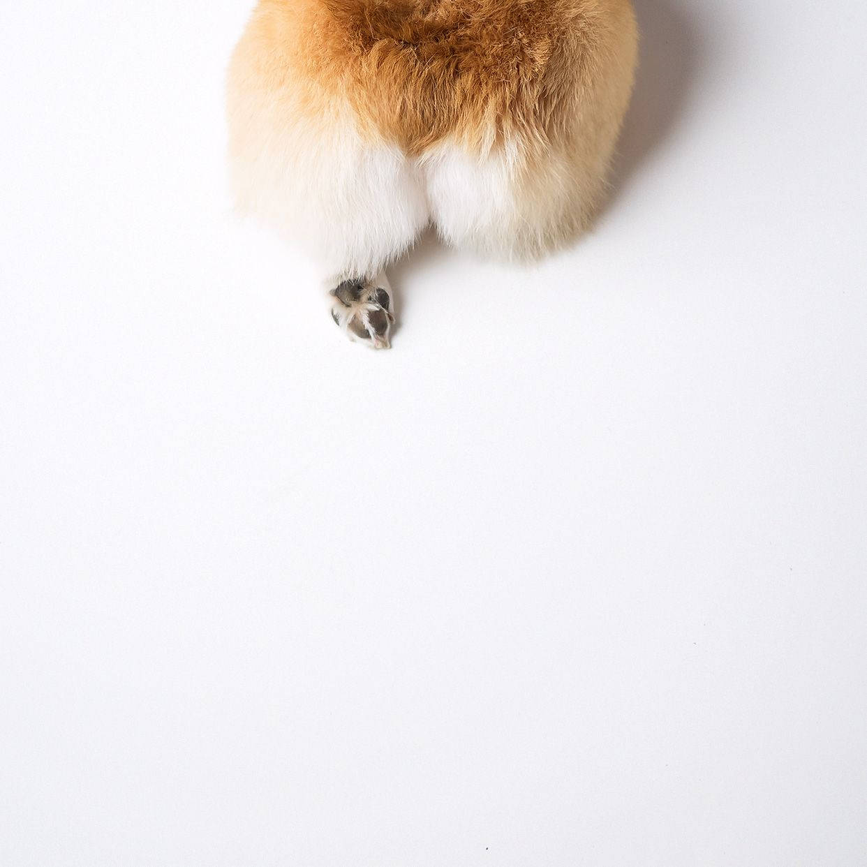 Puwit ng Corgi Wallpaper