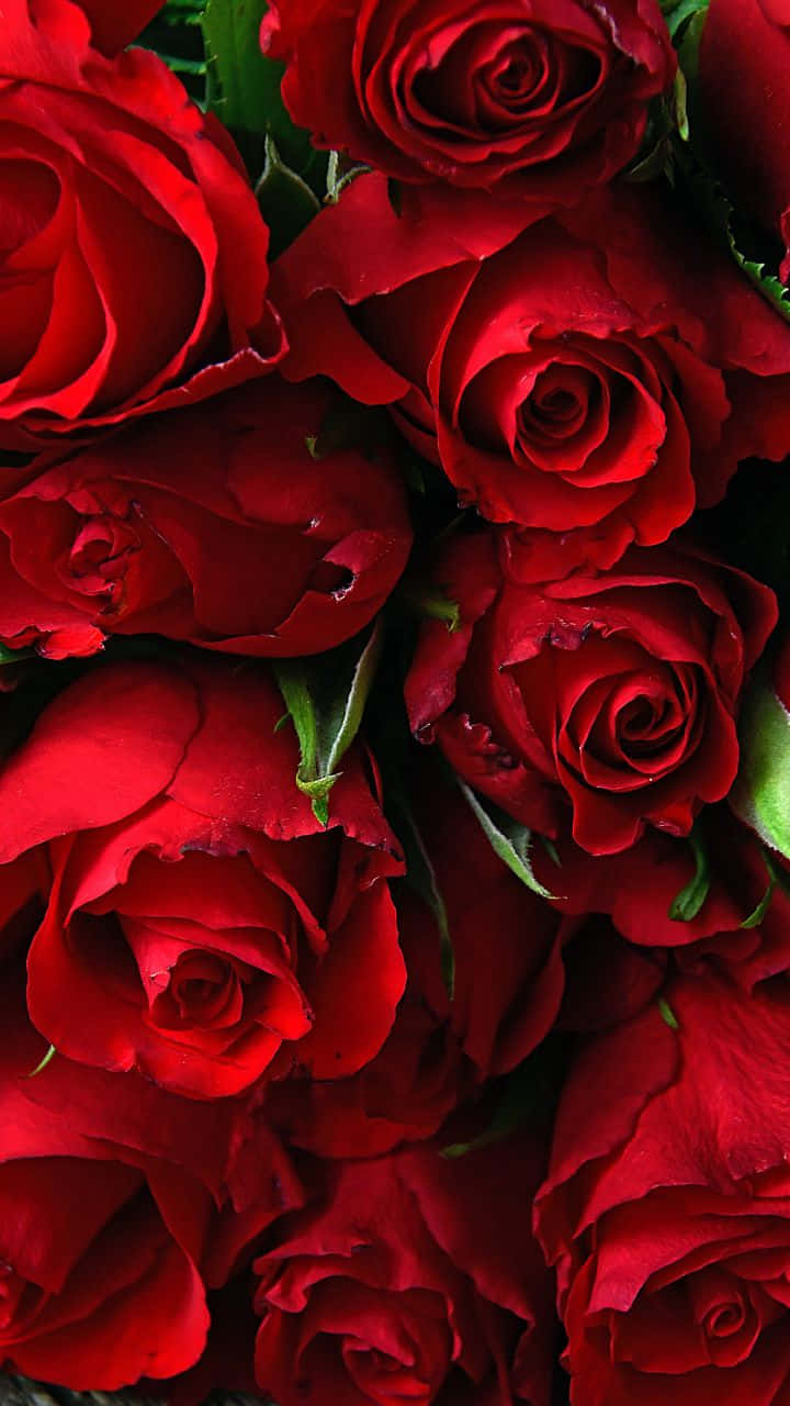 Radiant na Kagandahan ng Rosas na Kulay Rosas Wallpaper