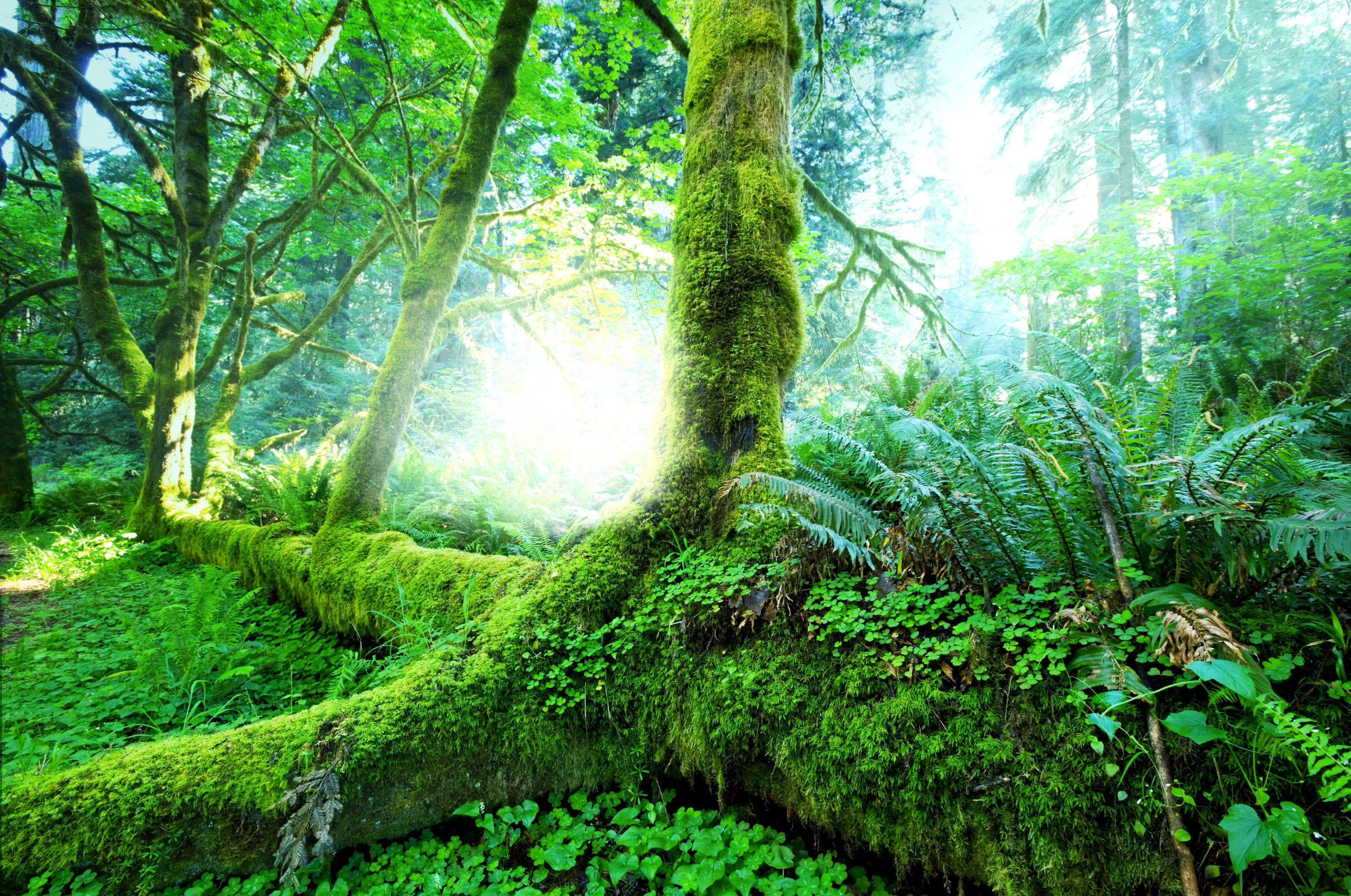 Rainforest Background Wallpaper