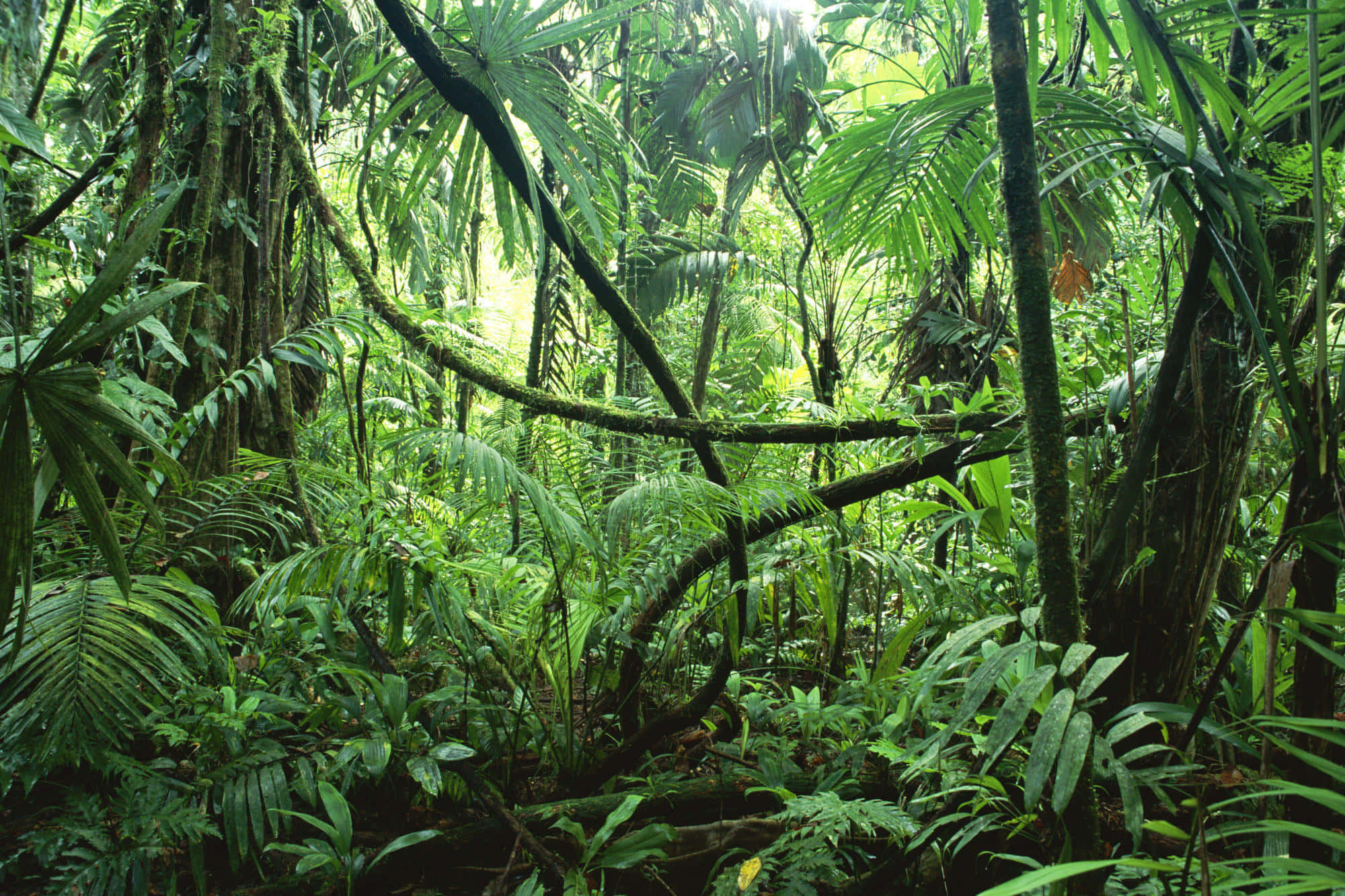 Rainforest Background Wallpaper