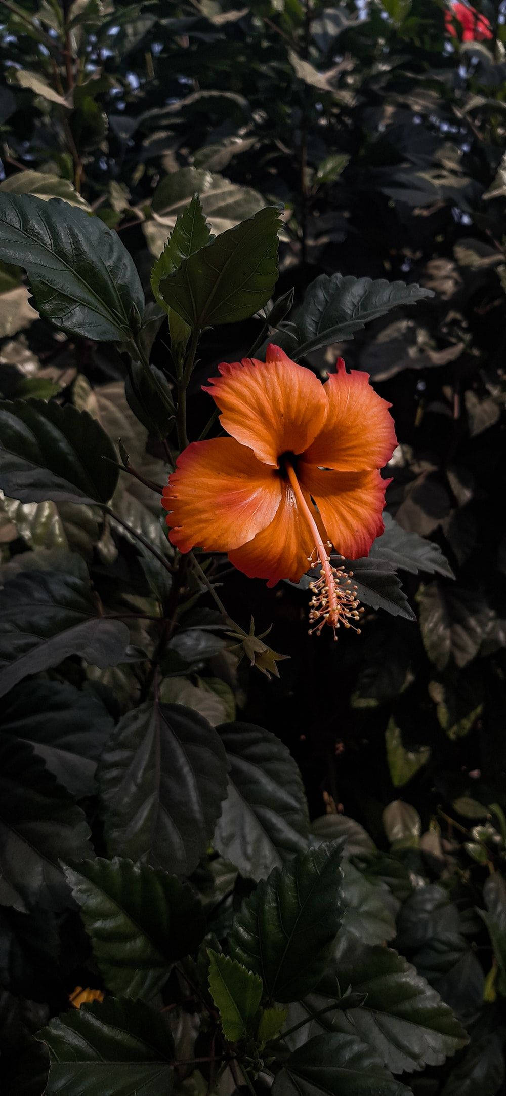 Bihira na Hibiscus na Bulaklak Wallpaper