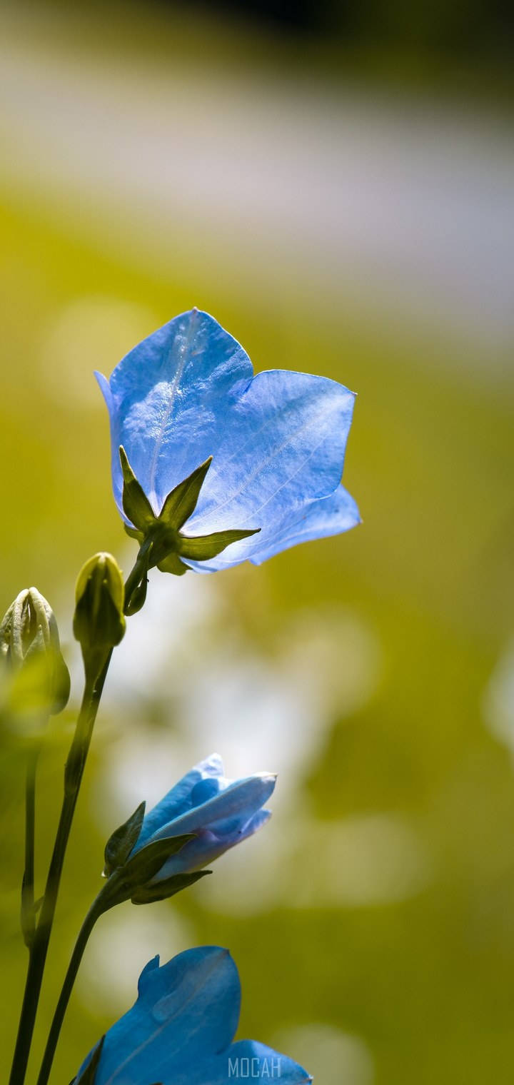 Realme 7 Pro Asul na Bulaklak Wallpaper