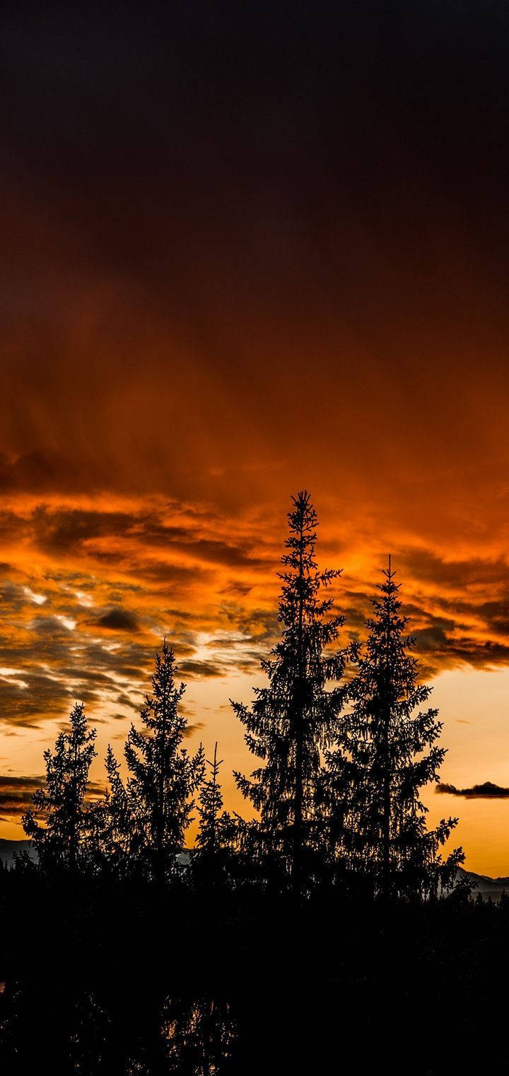 Realme Silweta ng Kagubatan Wallpaper