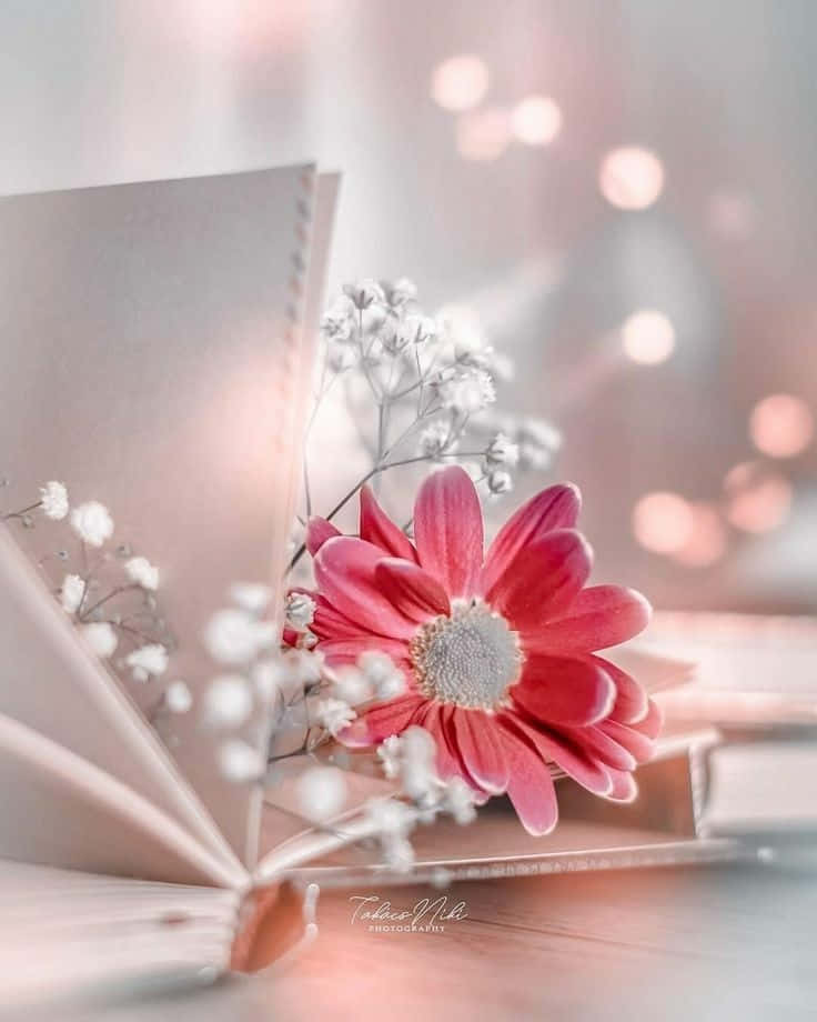 Red at Silver na Bulaklak na Magandang Profile Picture Wallpaper