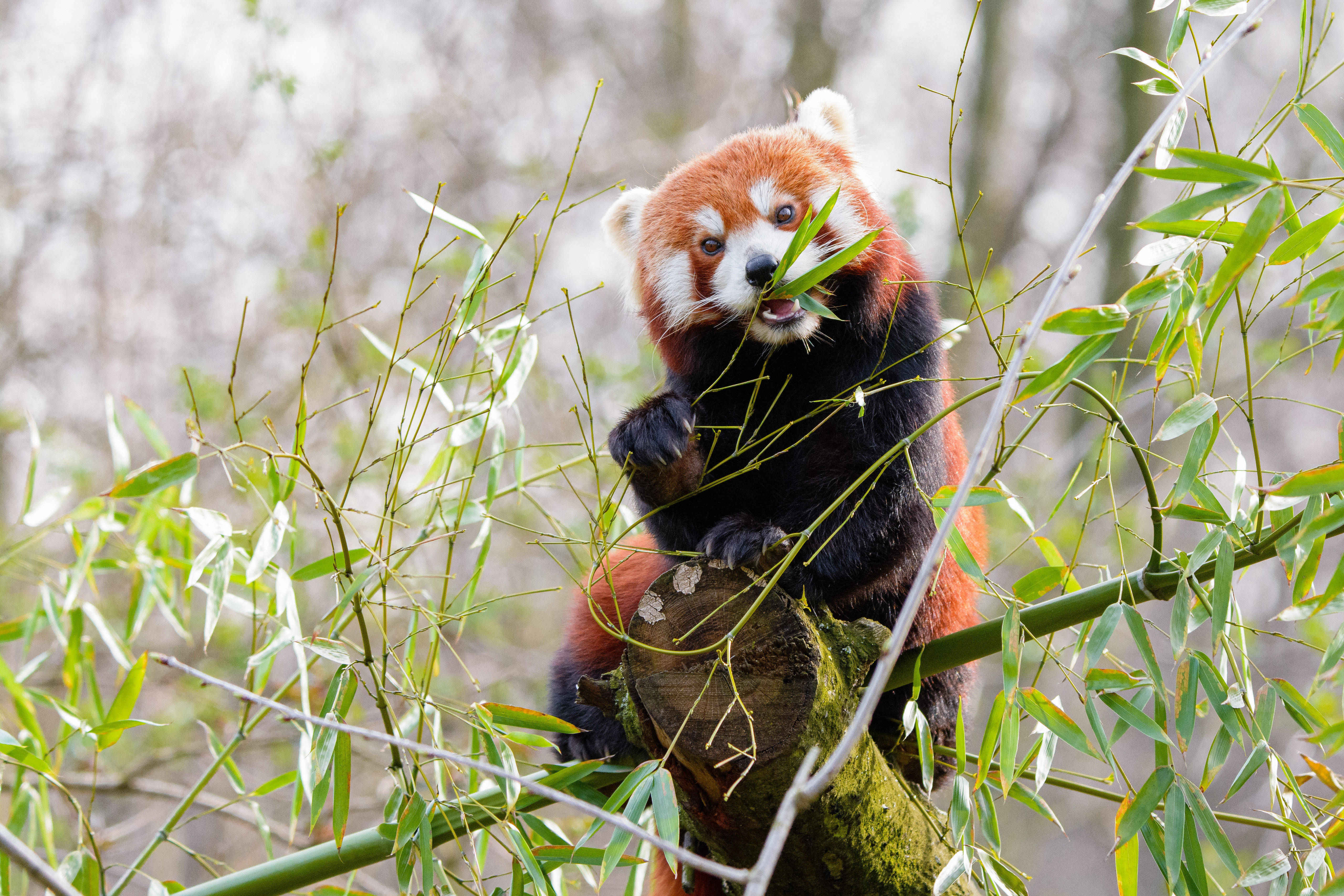 Red Panda na Kumakain ng Kawayan Wallpaper