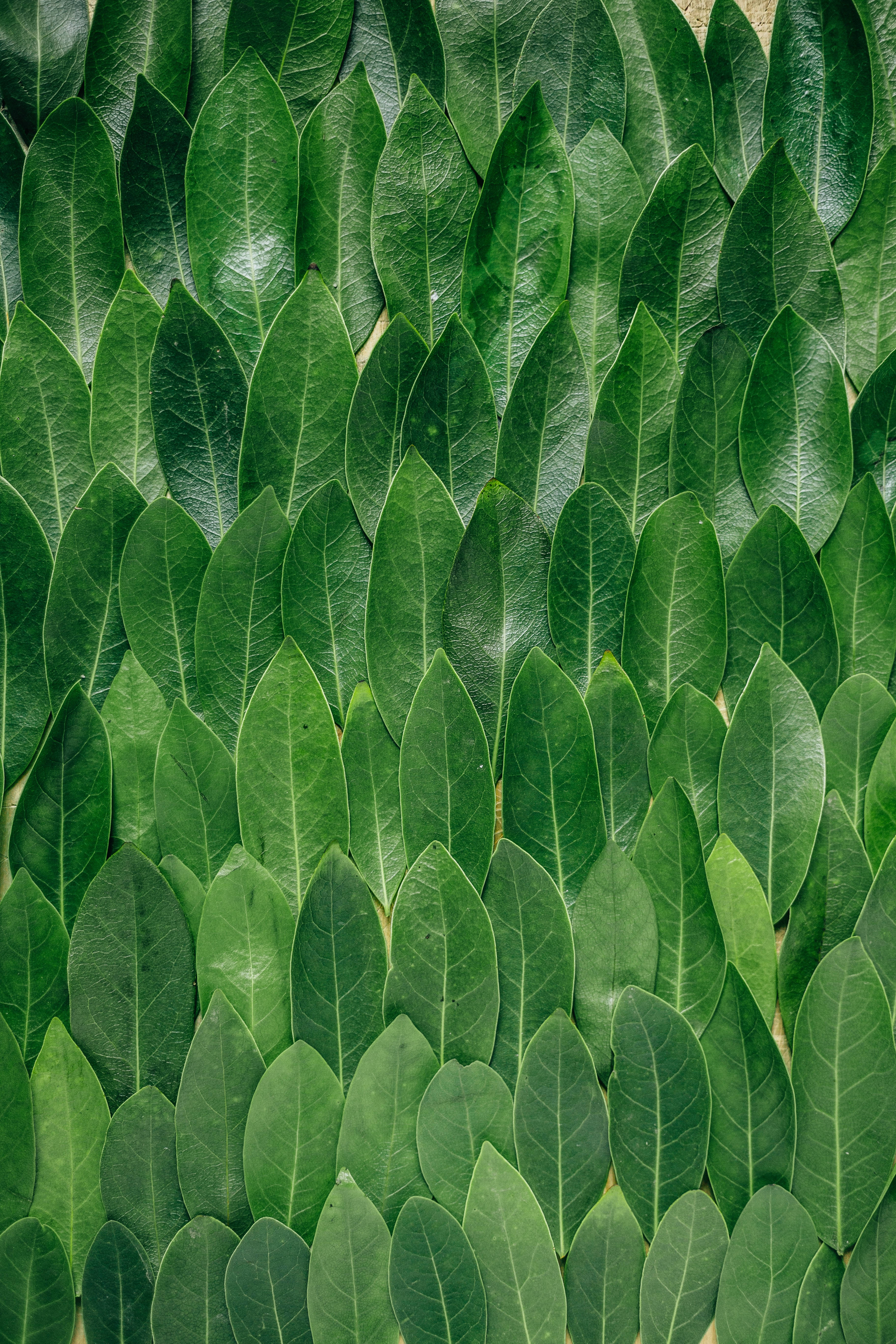 Redmi 4K Green Leaves Wallpaper