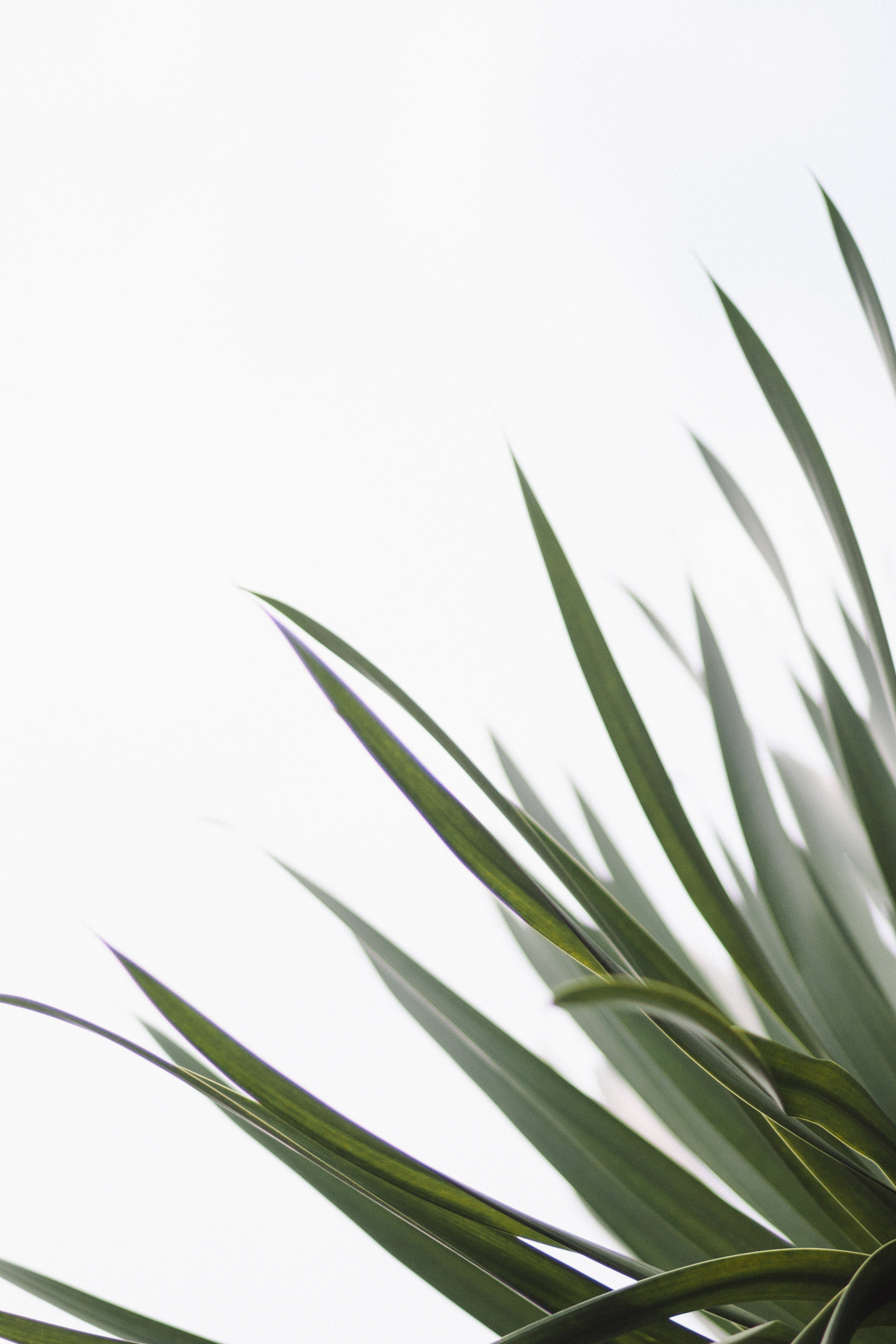 Redmi 4K Sword Plant Wallpaper