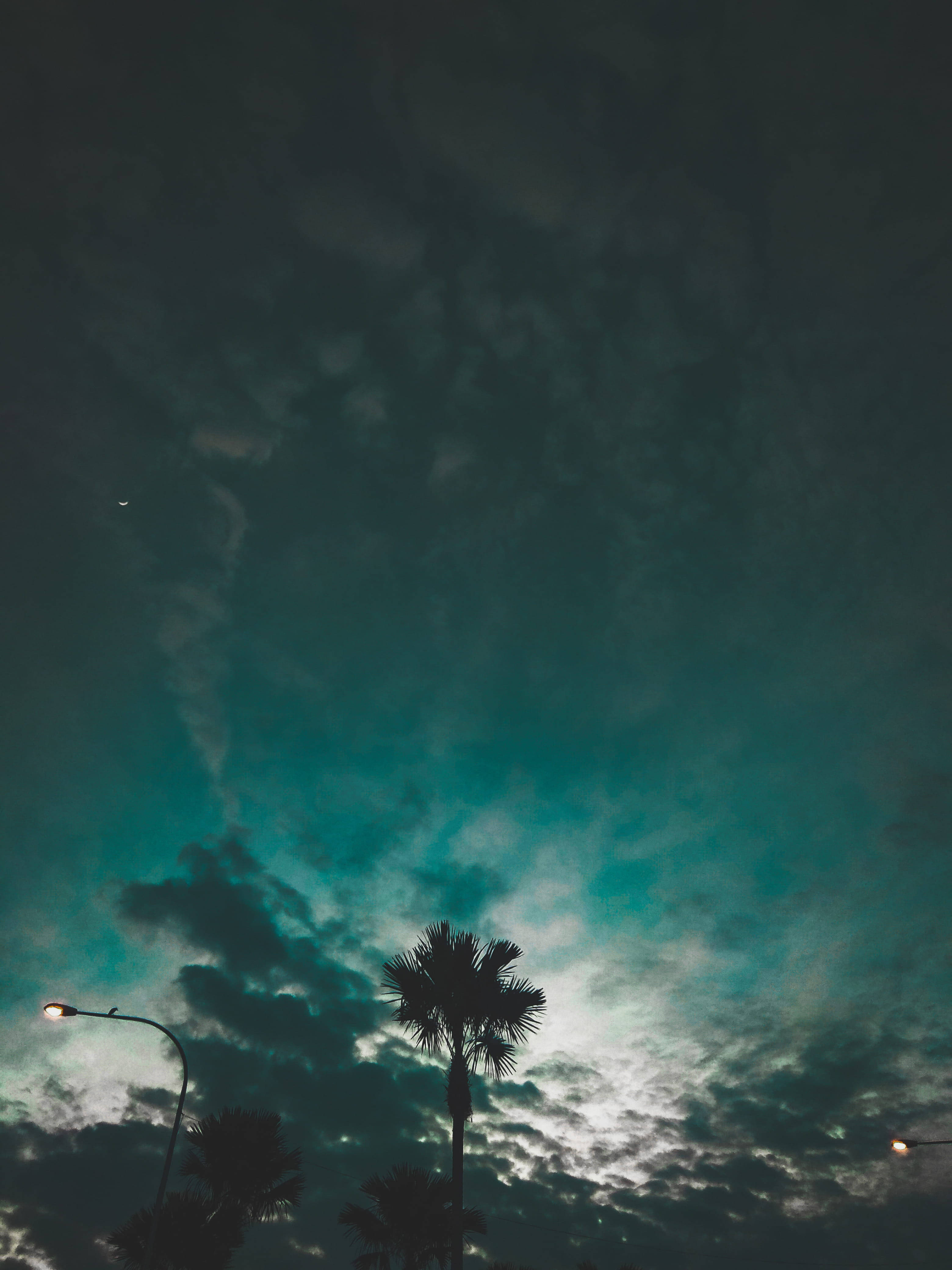 Redmi 4K Tree Wallpaper