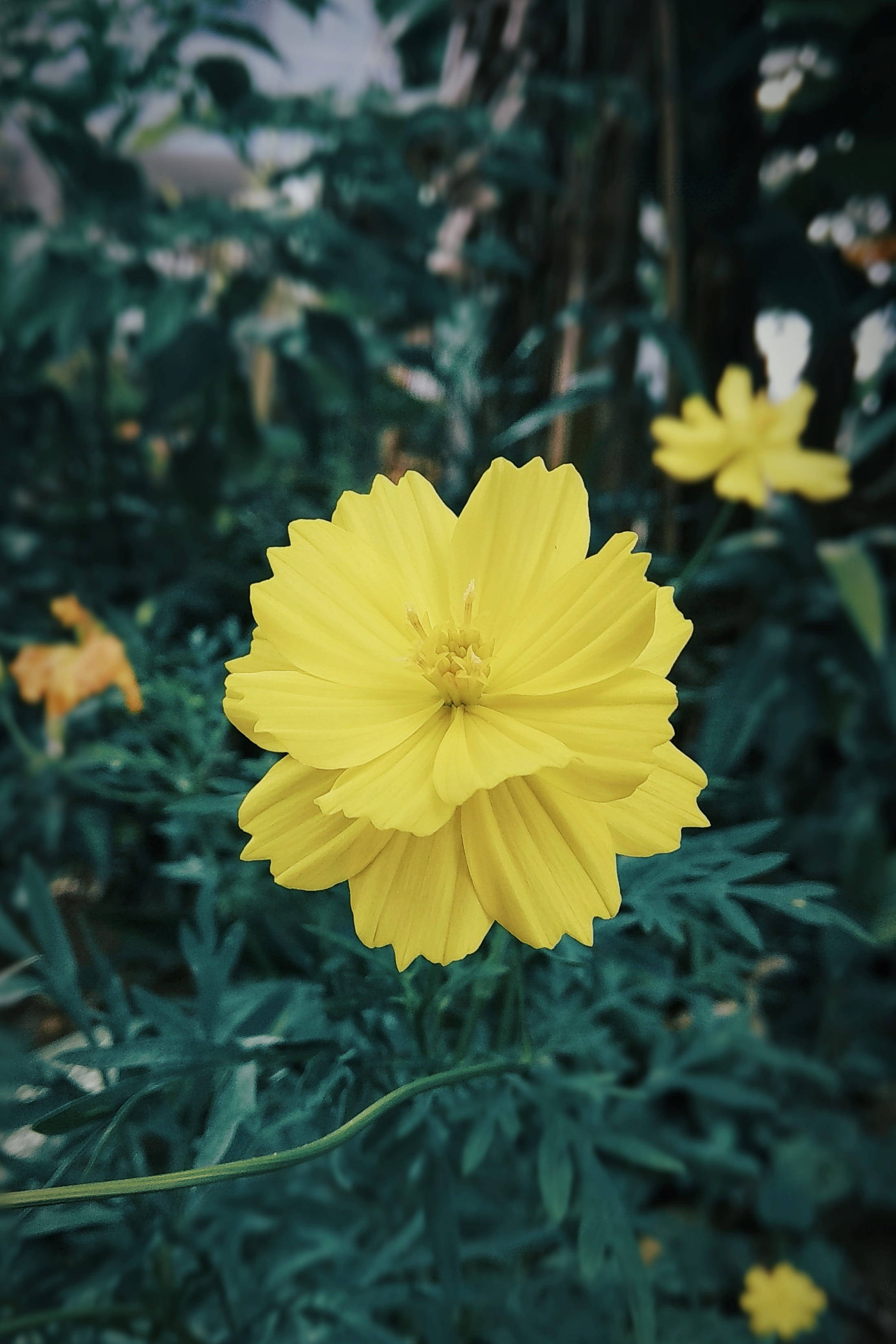 Redmi 4K Yelllow Wallpaper
