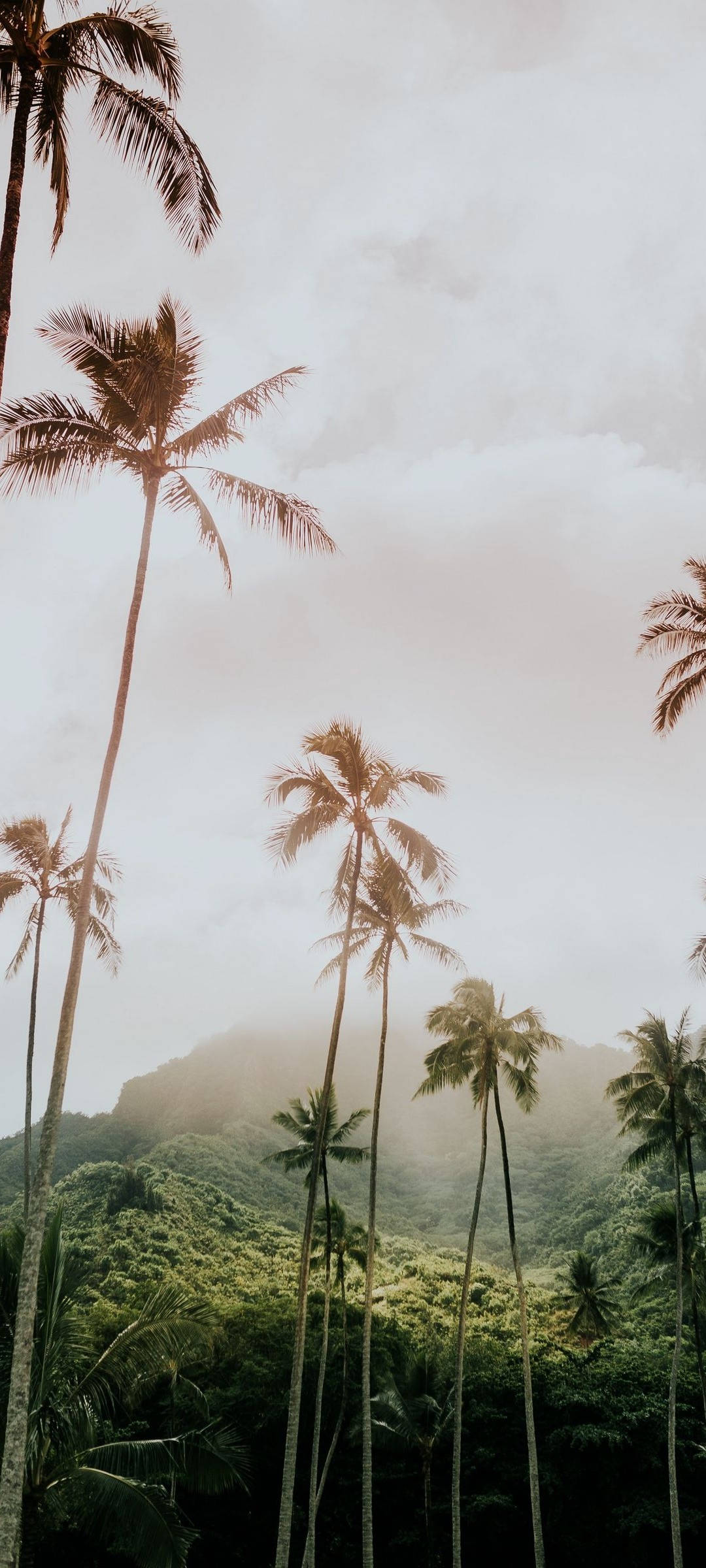 Redmi Note 10 Matataas na mga Palma Wallpaper