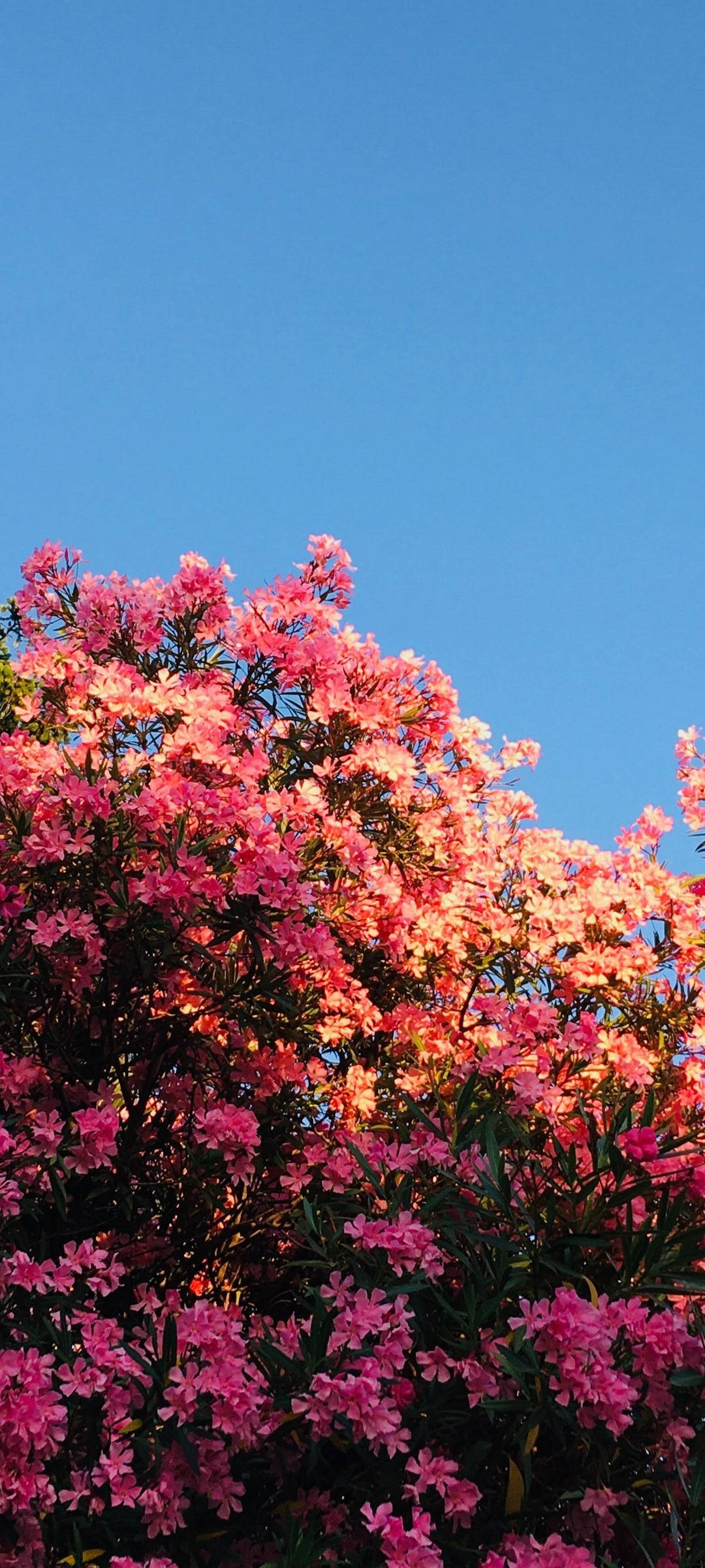 Redmi Note 10 na Namumukad na Pink na mga Bulaklak Wallpaper