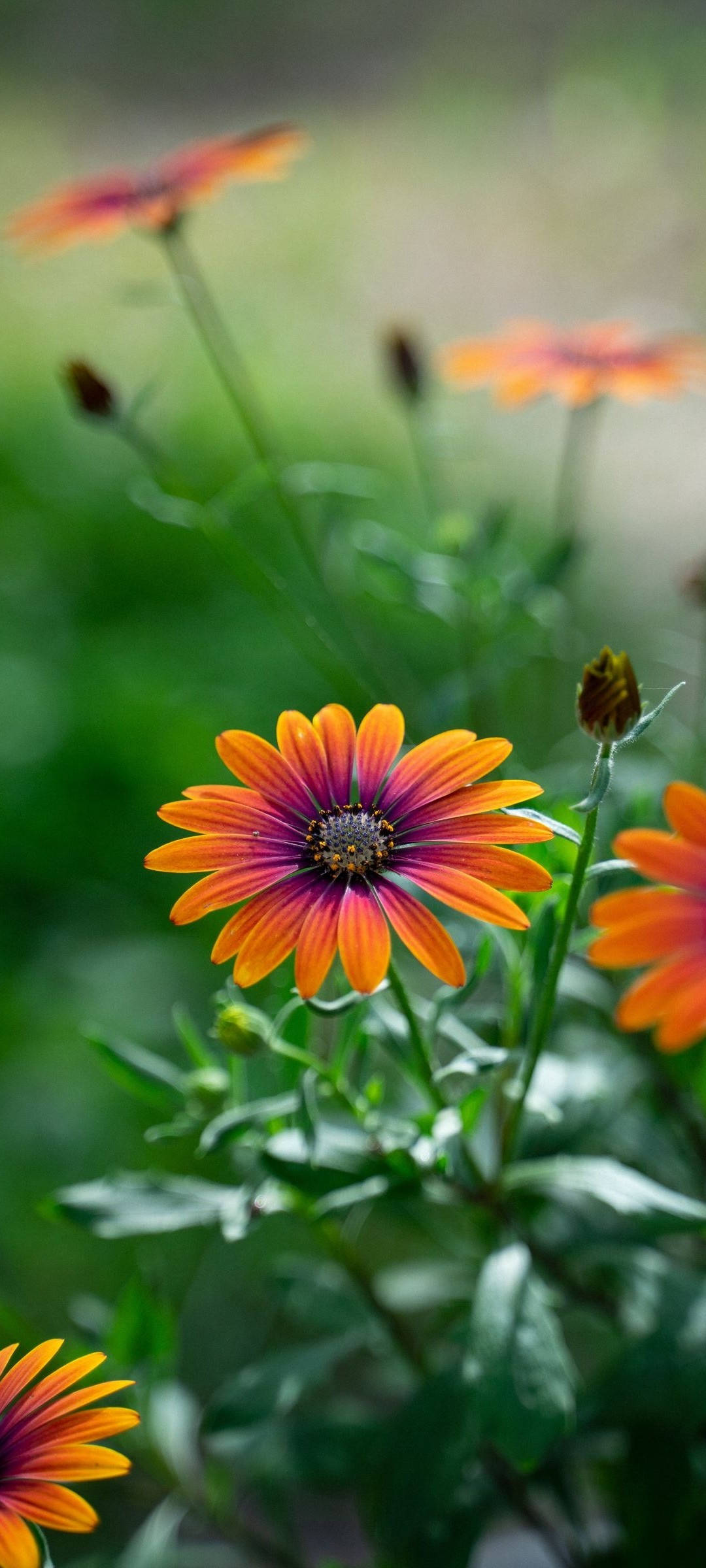 Redmi Note 10 Pagkuha ng Kagandahan ng African Daisy Wallpaper