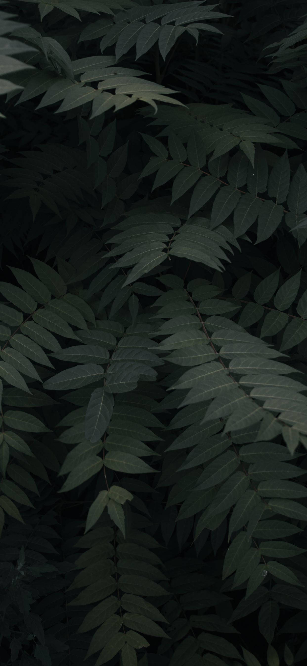 I-refresh ang iyong araw gamit ang kalikasan sa bahay Wallpaper