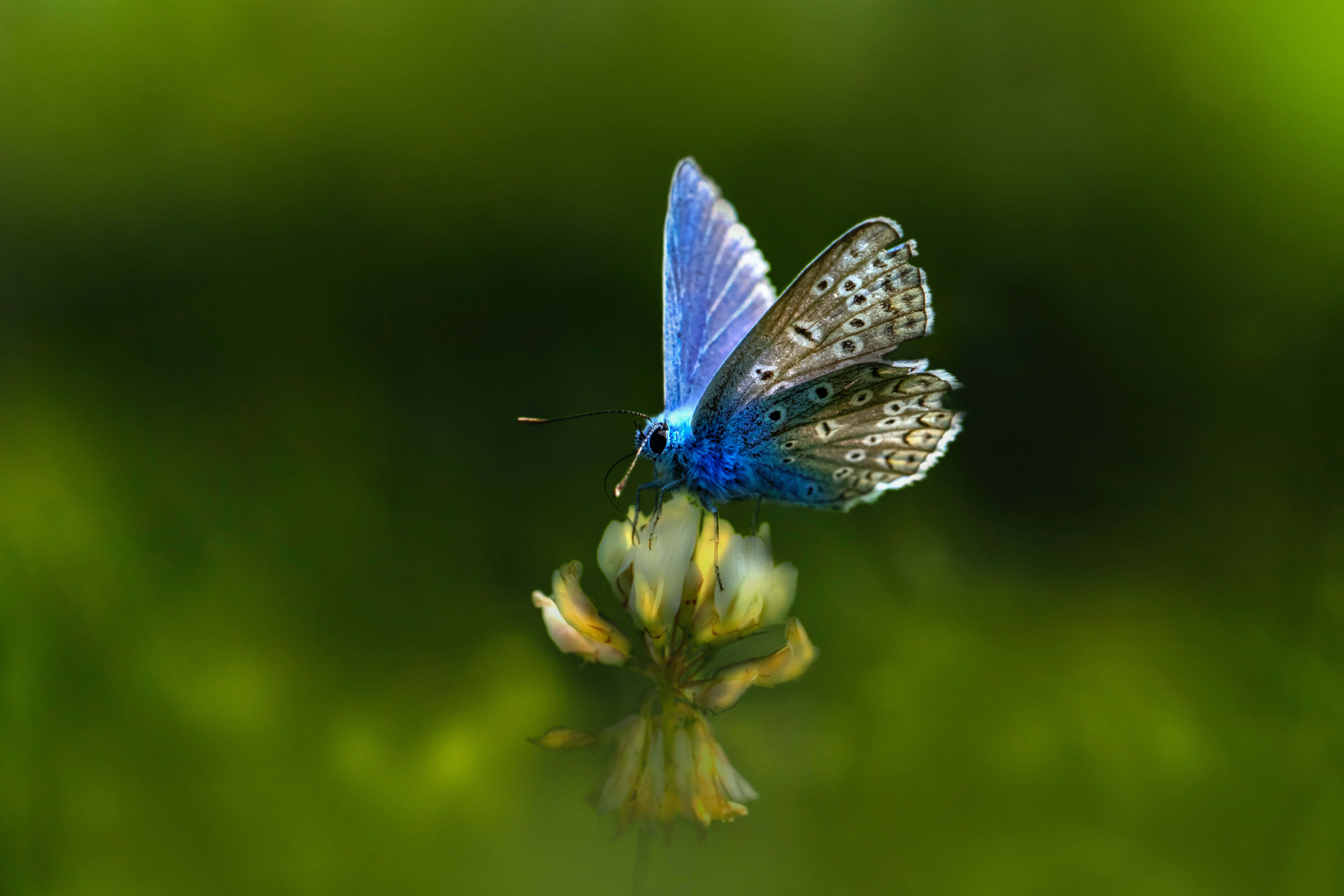 I-refresh ang iyong tahanan na dekor na may magandang butterfly aesthetic! Wallpaper