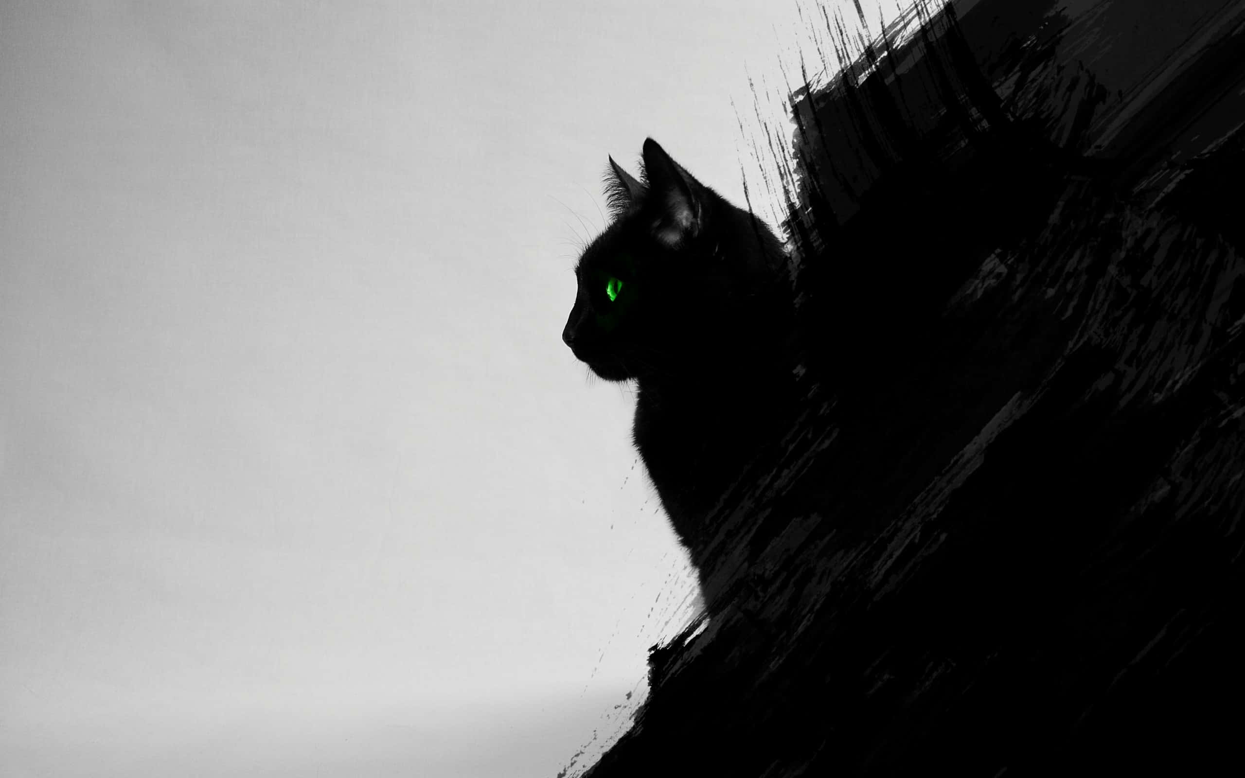 Relaksadong Itim na Pusa sa Araw Wallpaper