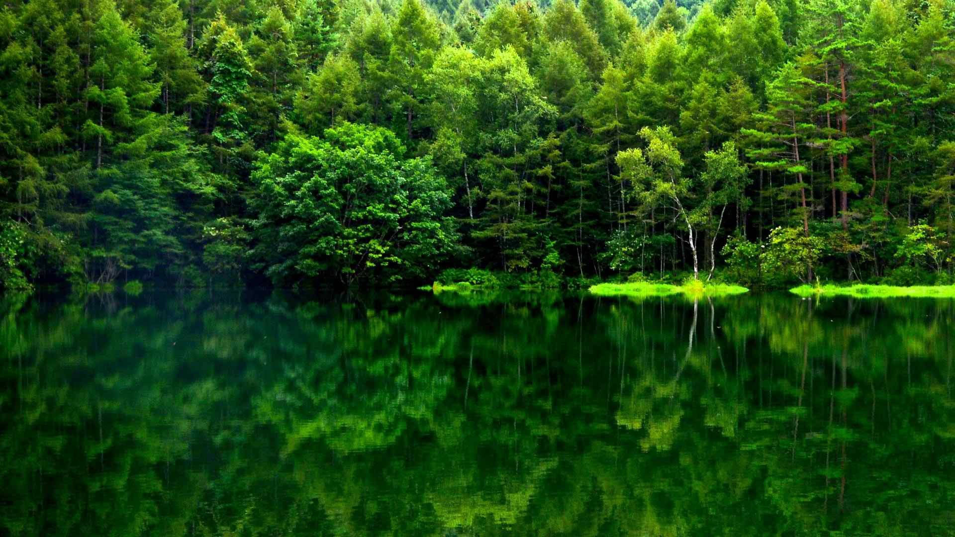 Repleksyon ng Luntiang Tanawin ng Kagubatan Wallpaper