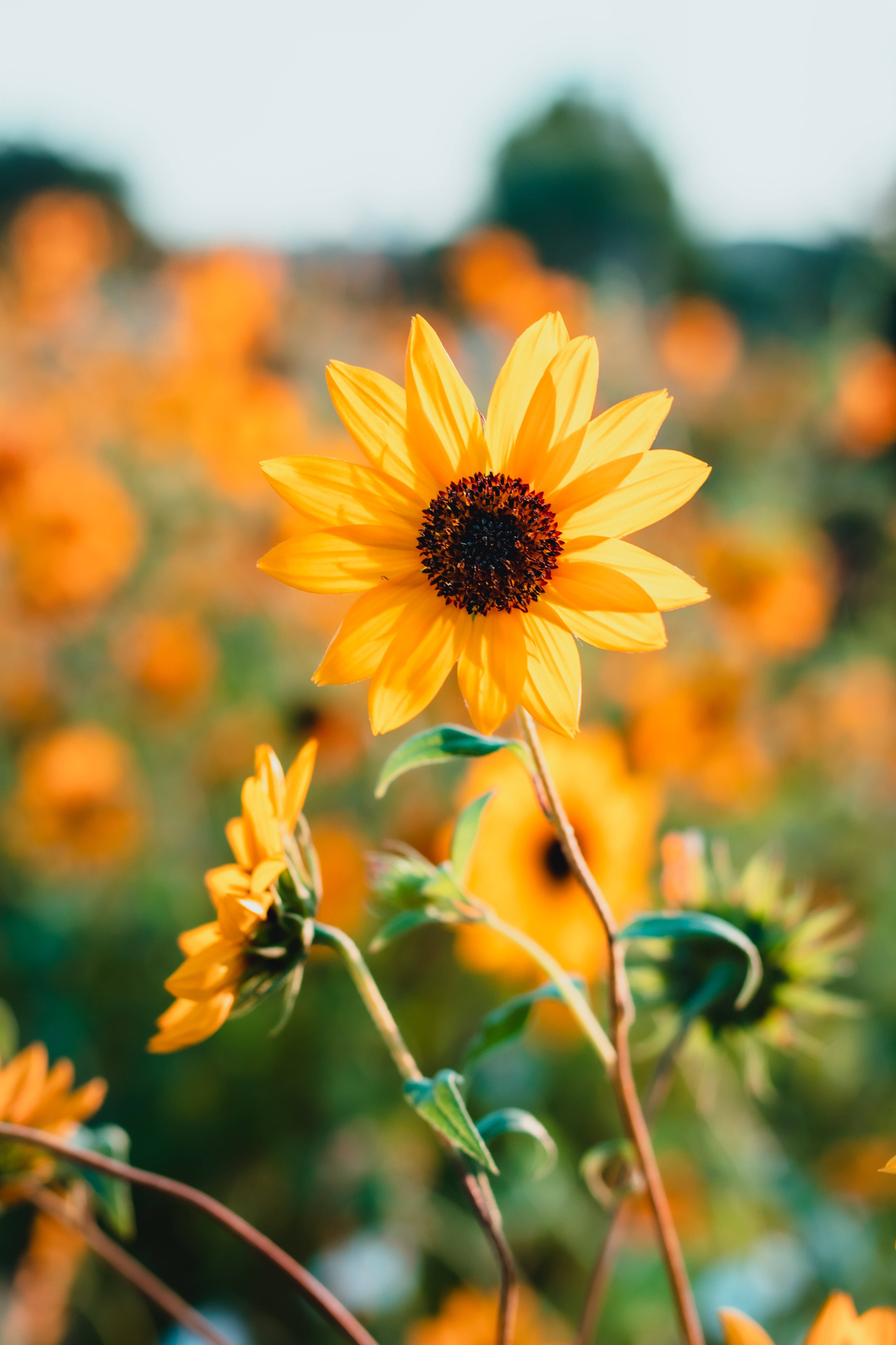 Retro na Maningning na mga Sunflower Wallpaper
